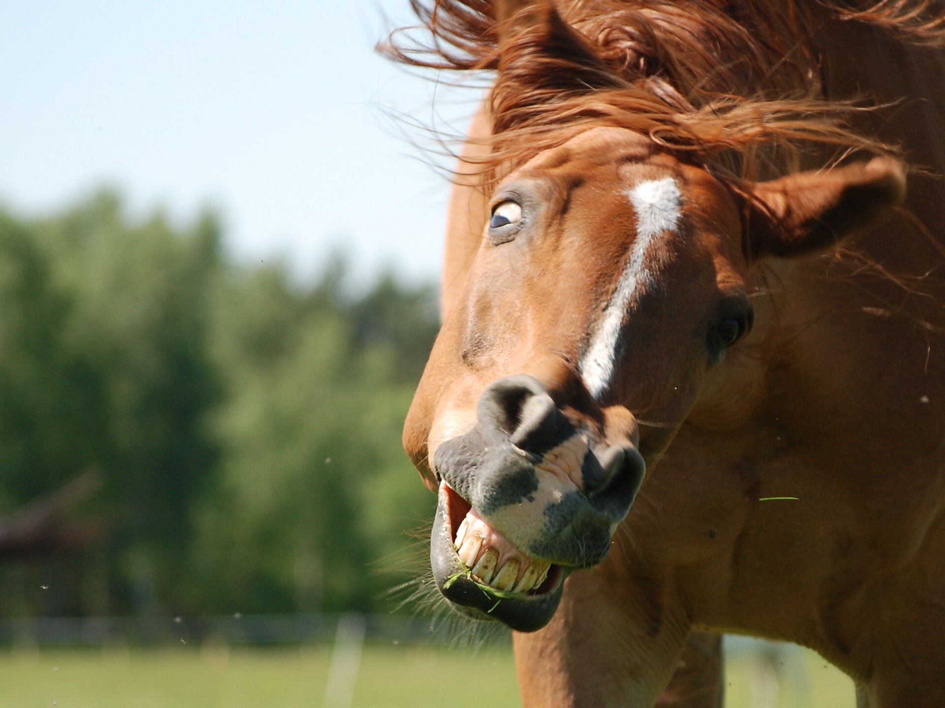 animal Head, one animal, livestock, animal nose, focus on foreground, funny, no people, animal eye, showing, close-up, fun, mammal, shot, konik, animal wildlife, HD Wallpaper