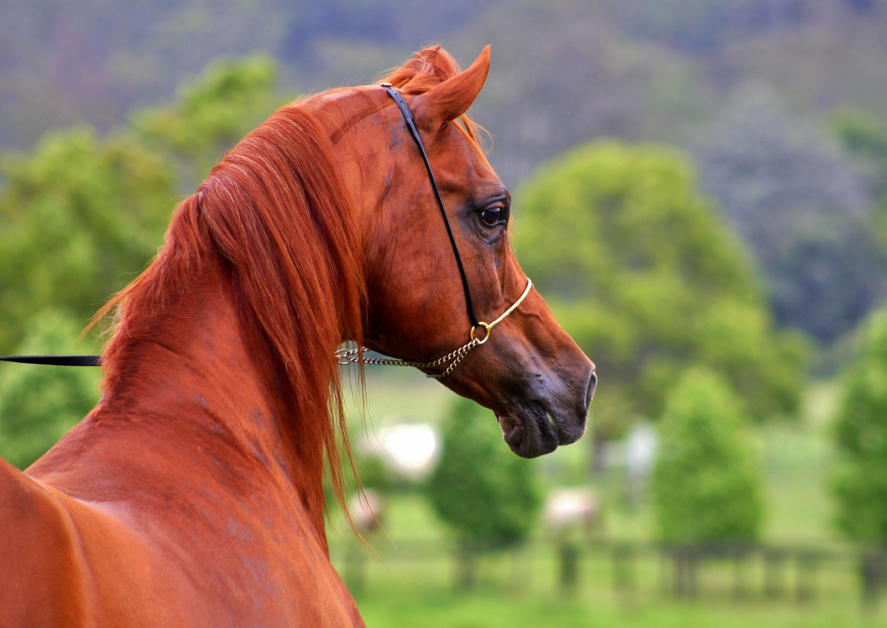 domestic, animal head, halter, domestic animals, arabian horses, animal wildlife, arab, animal body part, livestock, horse, equestrian, close-up, pets, HD Wallpaper
