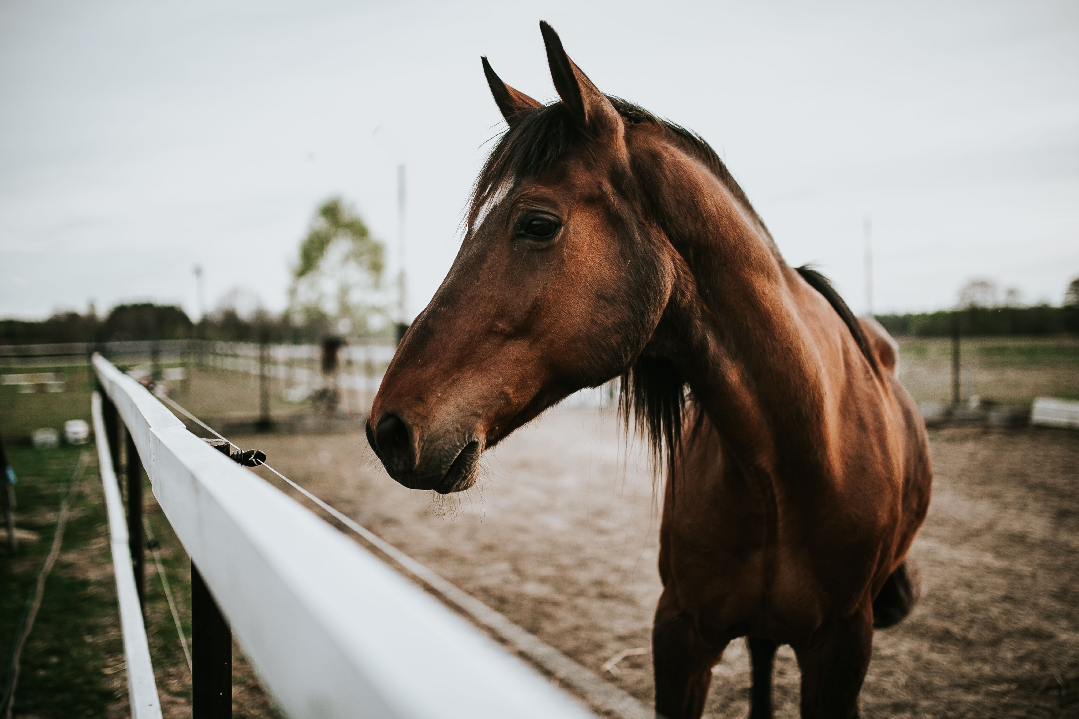 nature, day, Portrait, brown, farm, thoroughbred Horse, livestock, domestic, standing, paddock, rural Scene, mare, fence, pets, animal wildlife, animal themes, HD Wallpaper