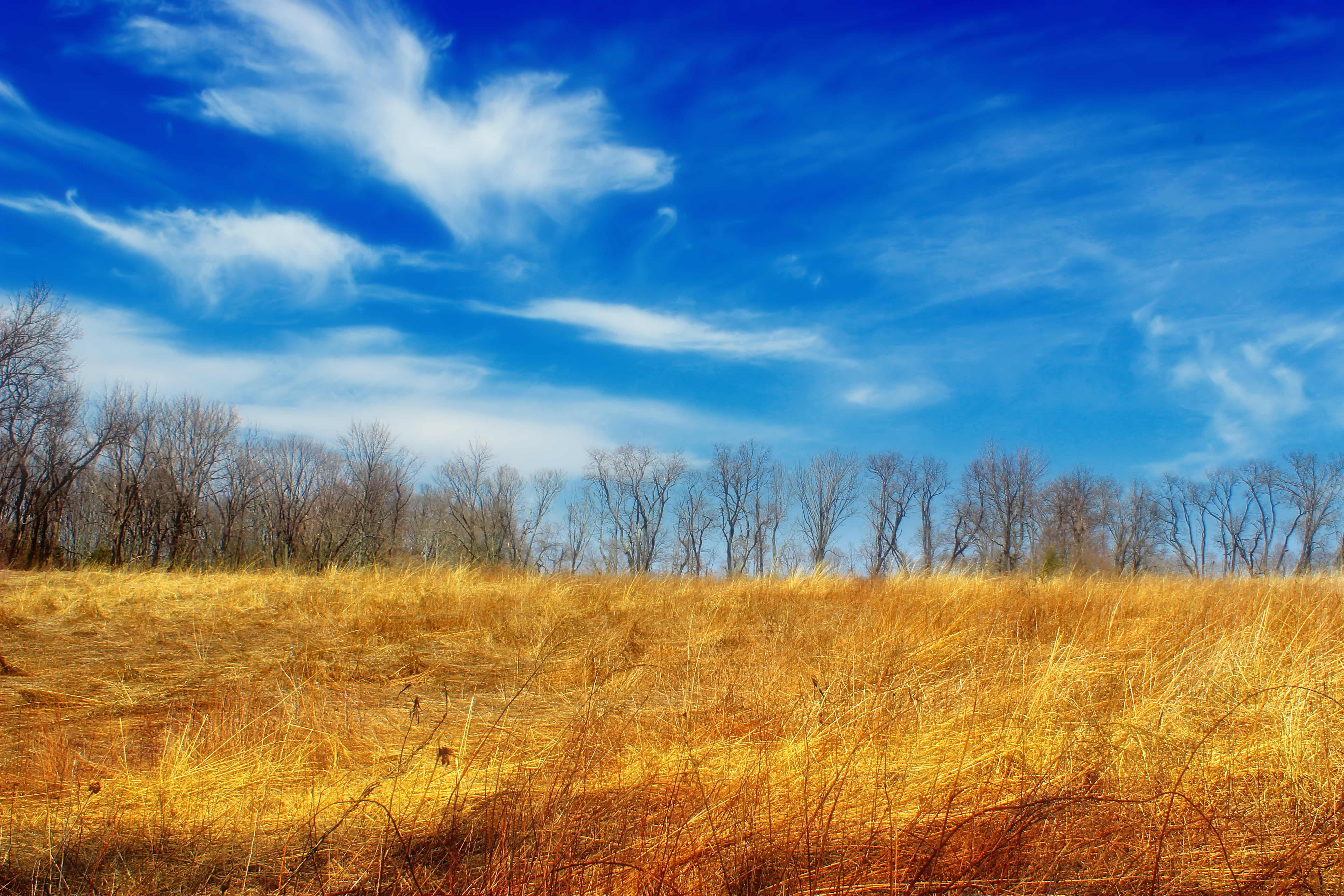 cirrus, rural Scene, forest, Wildlife Management Area, summer, White Township, yellow, Revisited, scenics, nature, daytime, clouds, withered, sky, photography, HD Wallpaper
