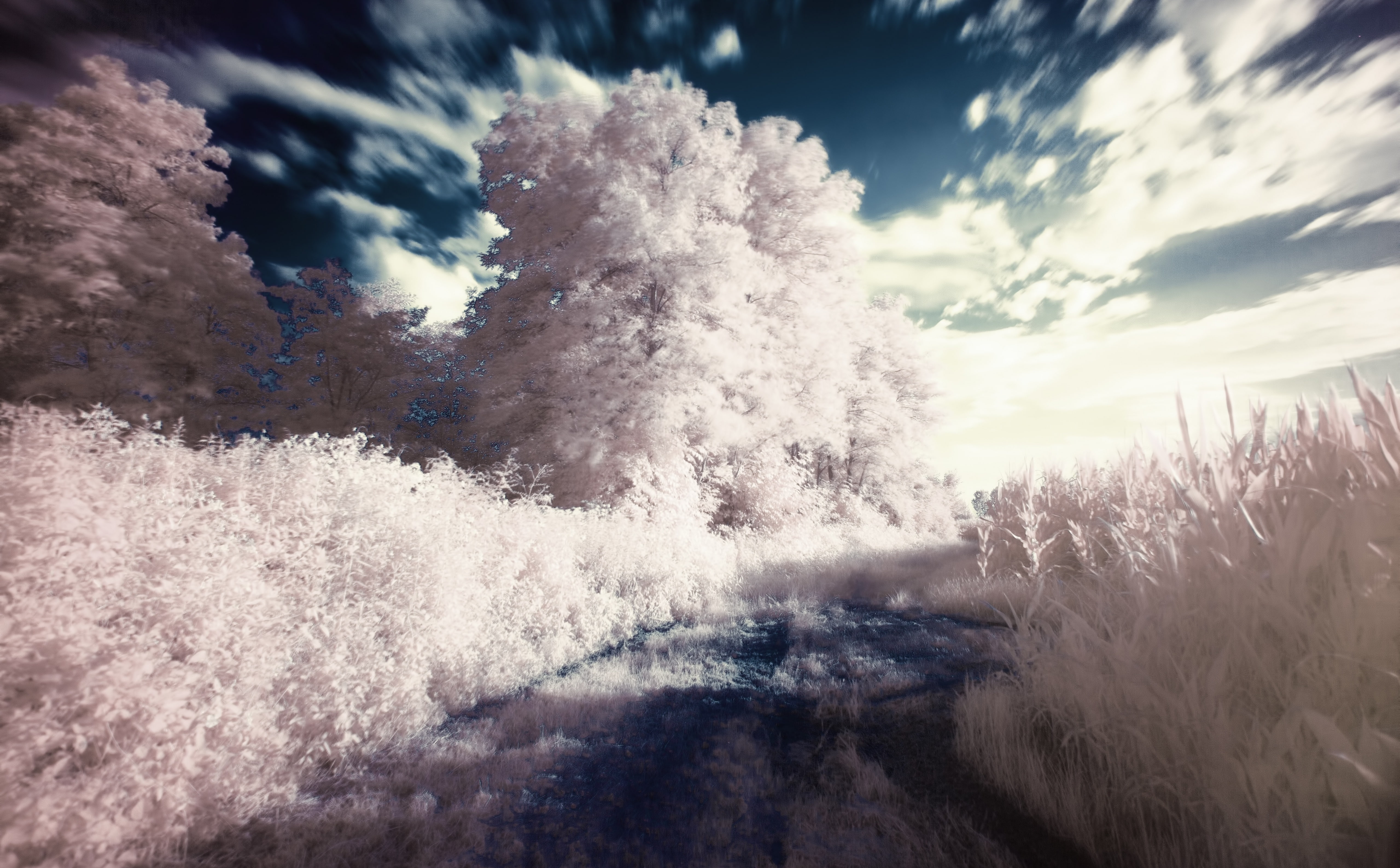 cold temperature, filter, growth, Creative, environment, non-urban scene, winter, Landscape, IrVision, snow, cloud - sky, 5K, Aero, white, scenics - nature, HD Wallpaper