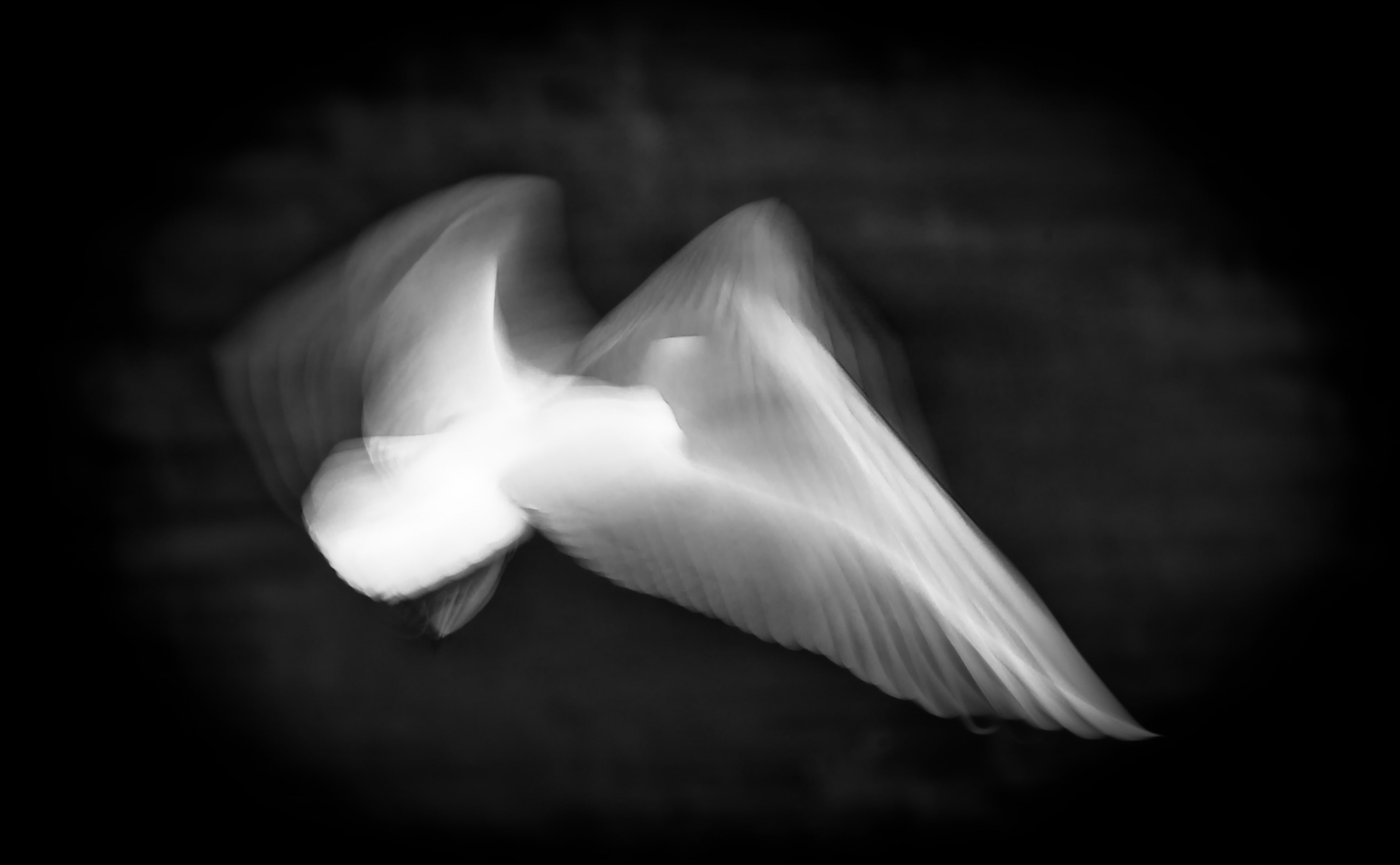 animal themes, dslr, sammakkolammentie, northernsavonia, blurred motion, kuopion, Black, studio shot, feather, flying, flower, 4K, pohjoissavo, Zoom, no people, HD Wallpaper