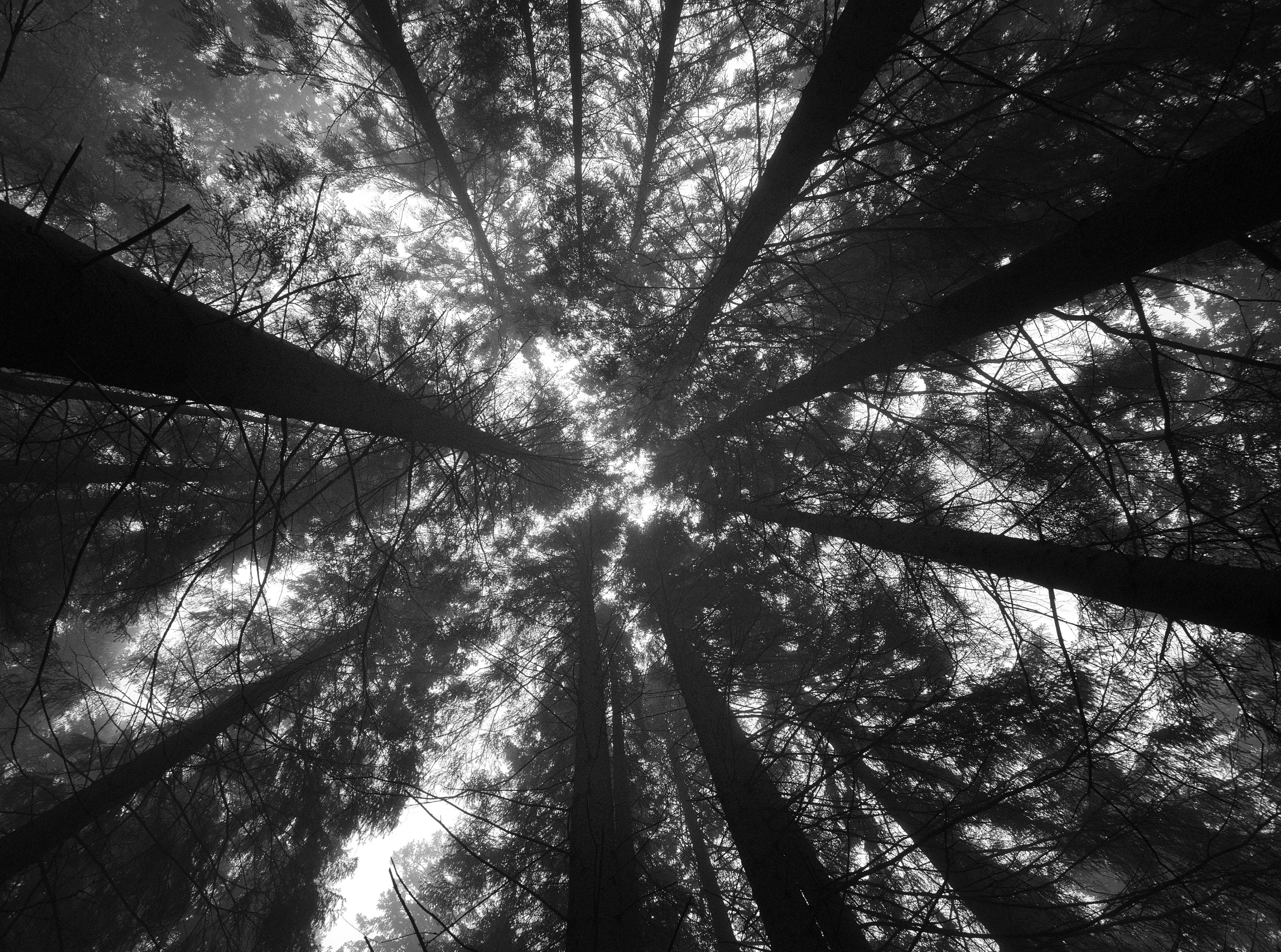 lookingup, plant, outdoors, kuopion, no people, trees, northernsavonia, silhouette, lookup, bamboo - plant, tall - high, woodland, tree, low angle view, HD Wallpaper