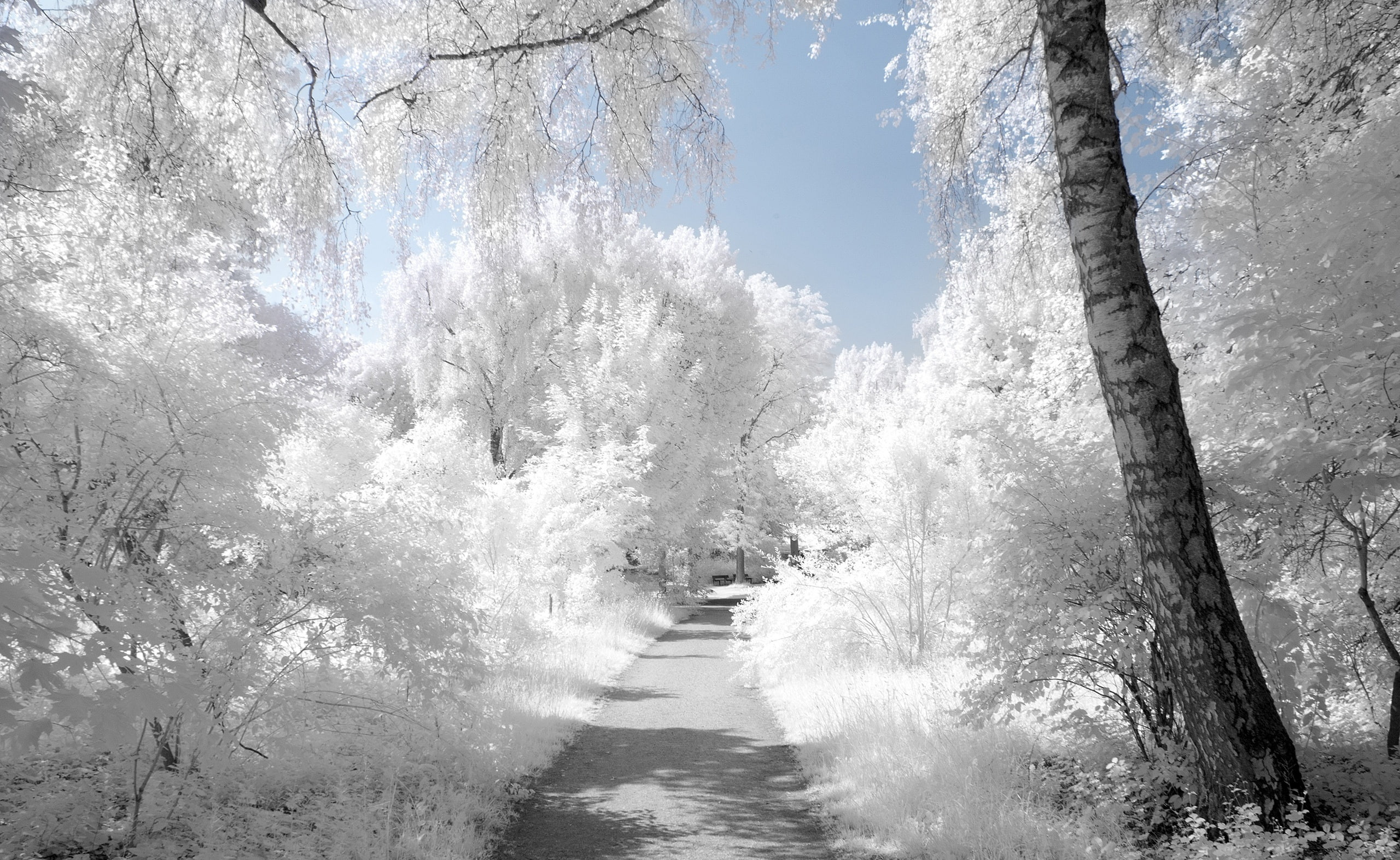 scenics - nature, tranquility, land, Seasons, tranquil scene, growth, plant, nature, outdoors, trees, Landscape, forest, beauty in nature, cold temperature, HD Wallpaper