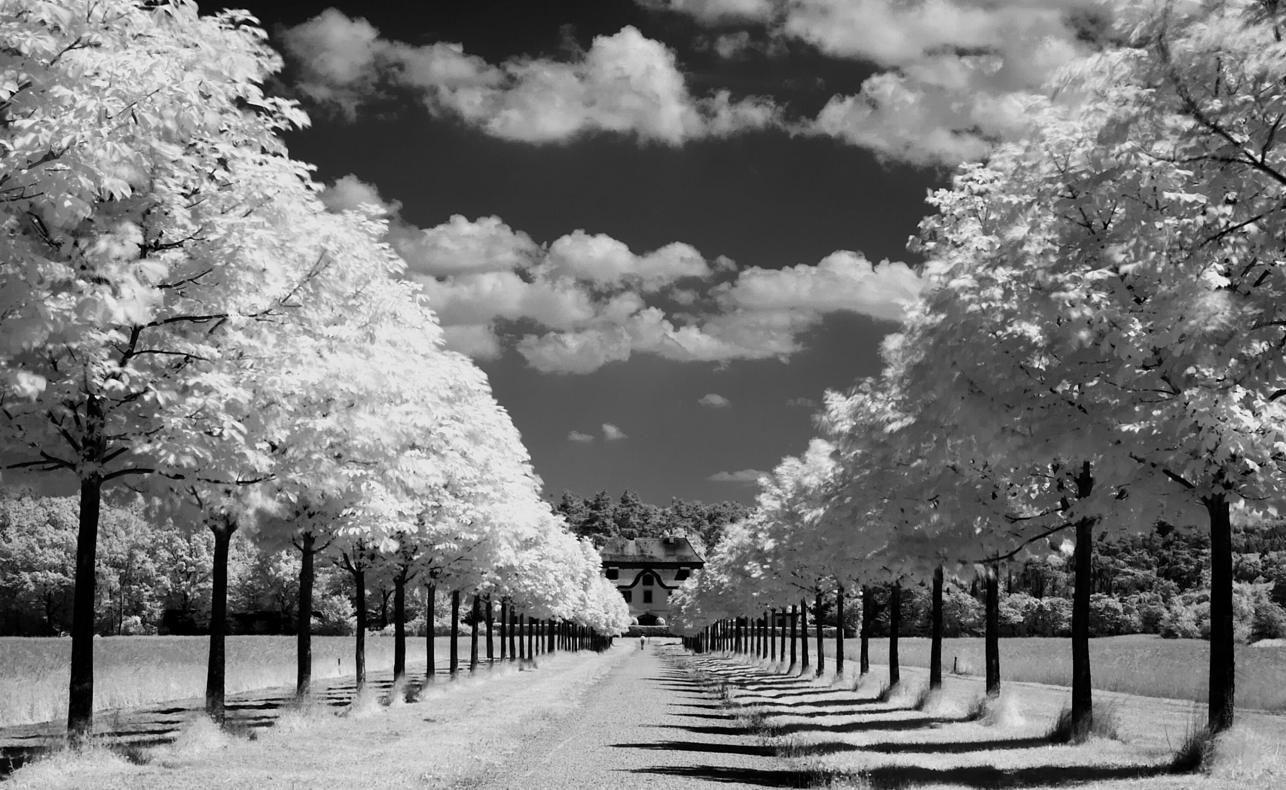 blossom, tranquil scene, day, sky, plant, direction, diminishing perspective, infrared, grayscale, footpath, trees, outdoors, tranquility, empty, in a row, HD Wallpaper
