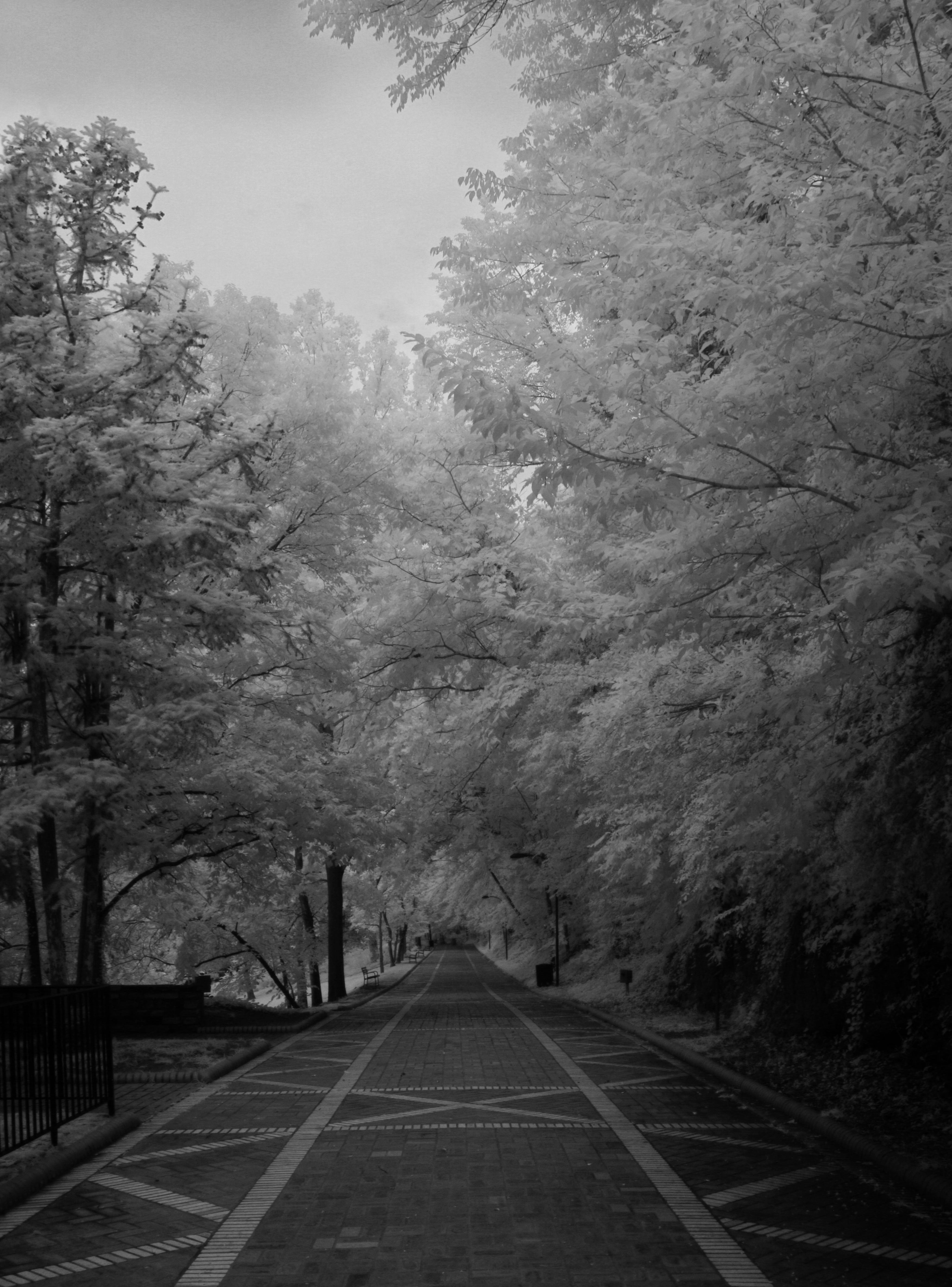 day, tree, symbol, dividing line, direction, beauty in nature, sign, black and white, distance, time, marking, transportation, nature, diminishing perspective, Phone HD Wallpaper