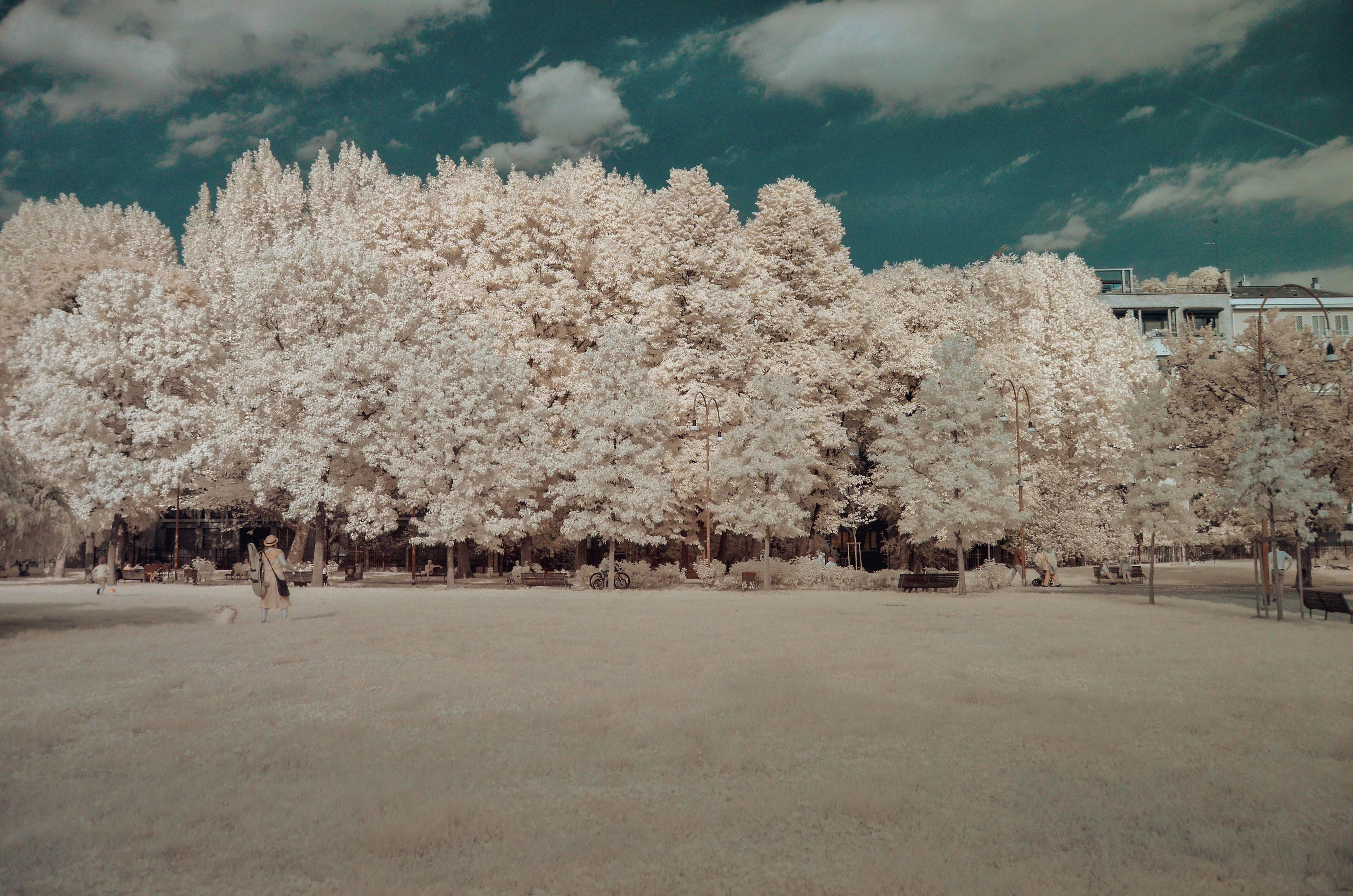 flower, incidental people, italy, growth, 4K, nature, cherry tree, tranquil scene, trees, infrared, tranquility, field, parco giovanni paolo ii, day, blue sky, HD Wallpaper
