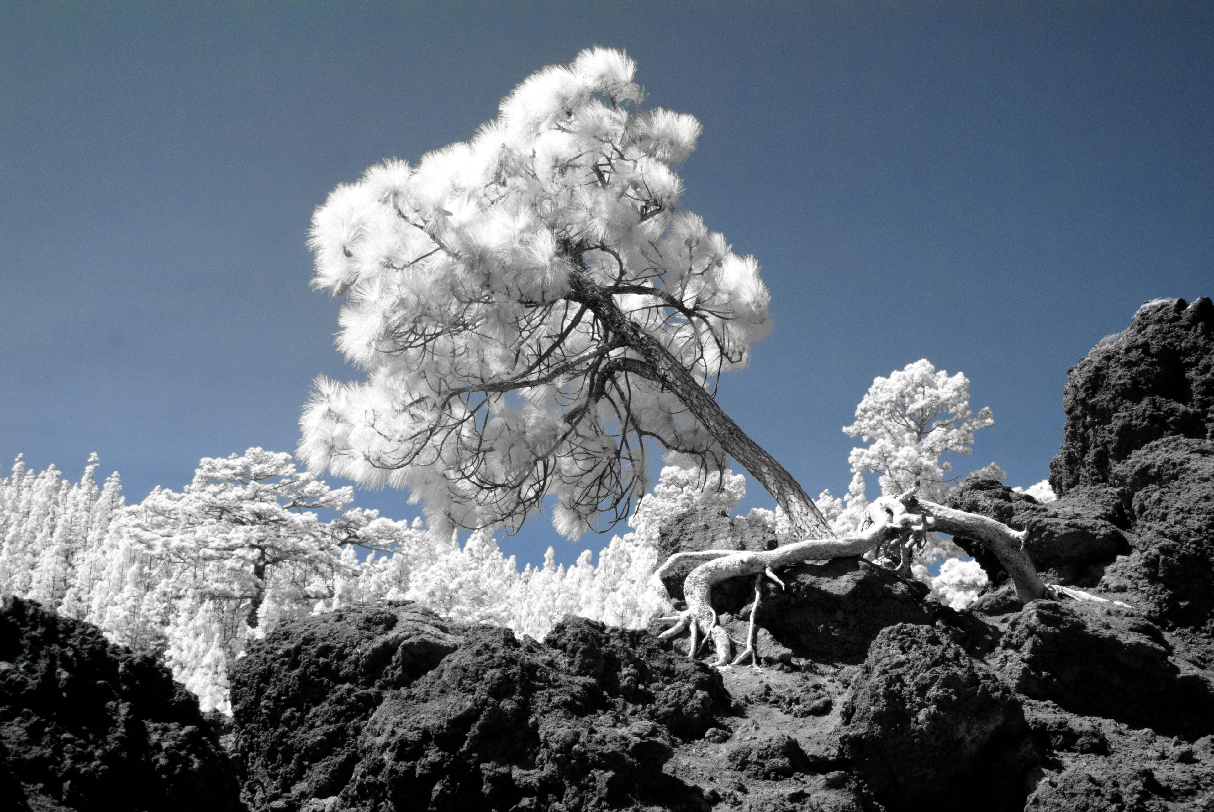 tree, nationalpark, no people, snow, mountain peak, cold temperature, infrarotfotografie, scenics - nature, snowcapped mountain, blue, clear sky, teide national park, HD Wallpaper