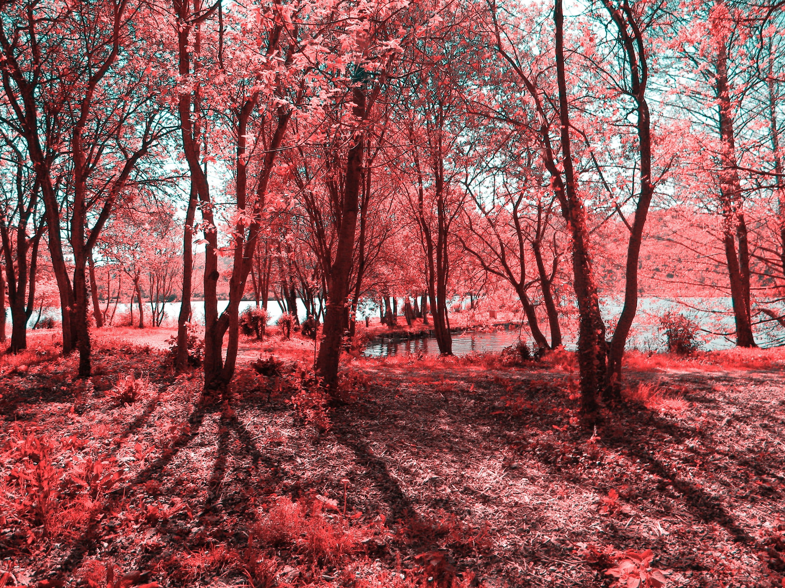 2K, abstract, infrared, x, hd, art, photography, forest, Trees, HD Wallpaper