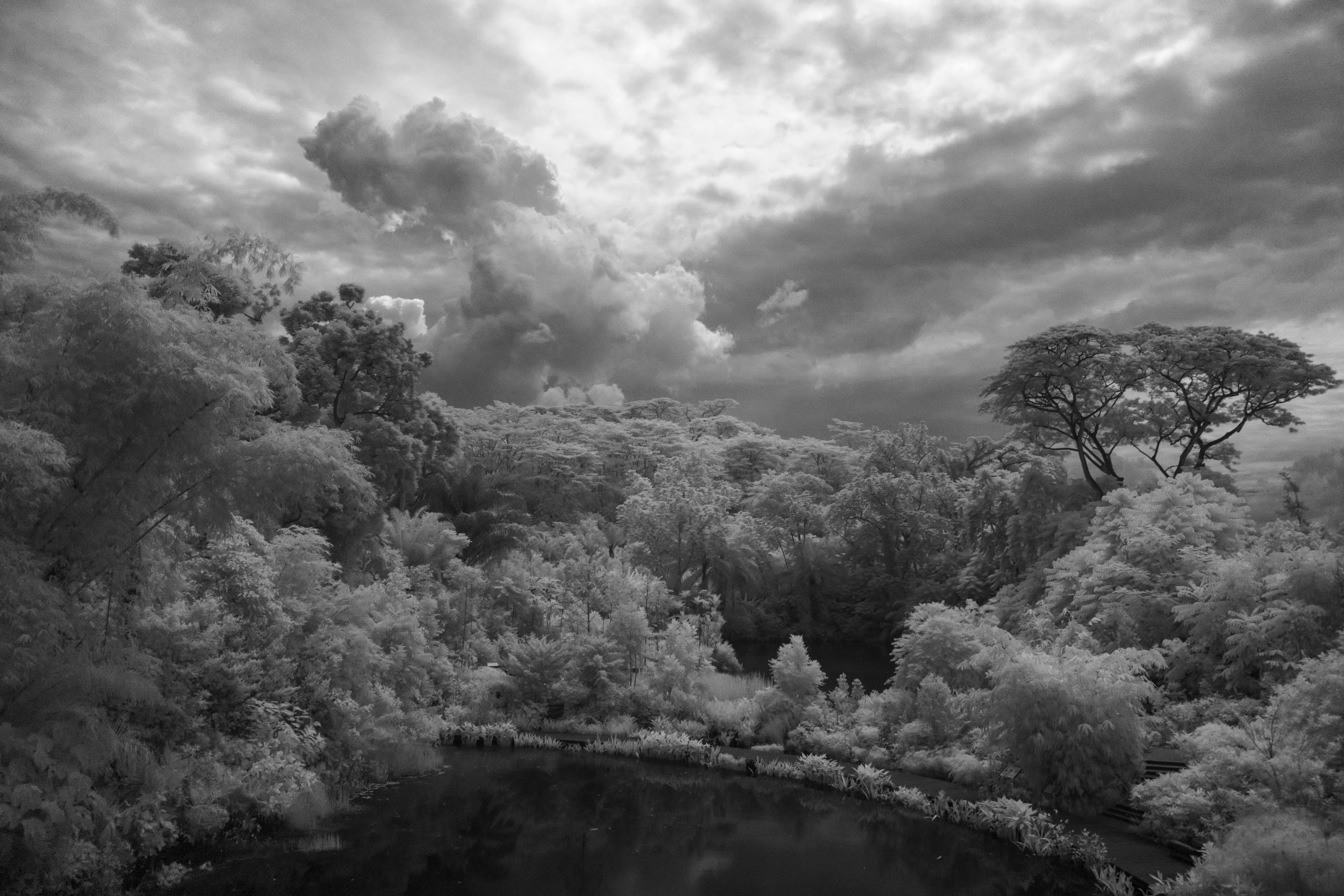 tranquil scene, tranquility, lush, ecosystem, scenery, non-urban scene, rainforest, growth, environment, nature, outdoors, beauty in nature, monochrome, HD Wallpaper