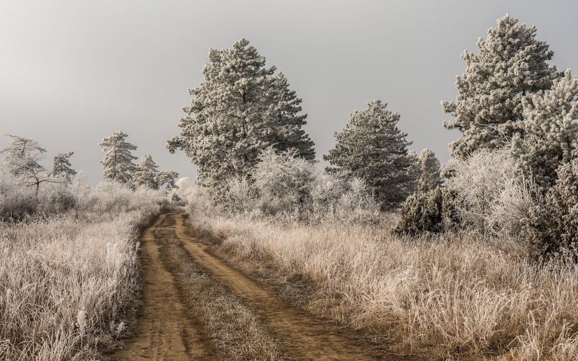 Dirt Road, 1080P, landscape, nature, Infrared, Trees, HD Wallpaper