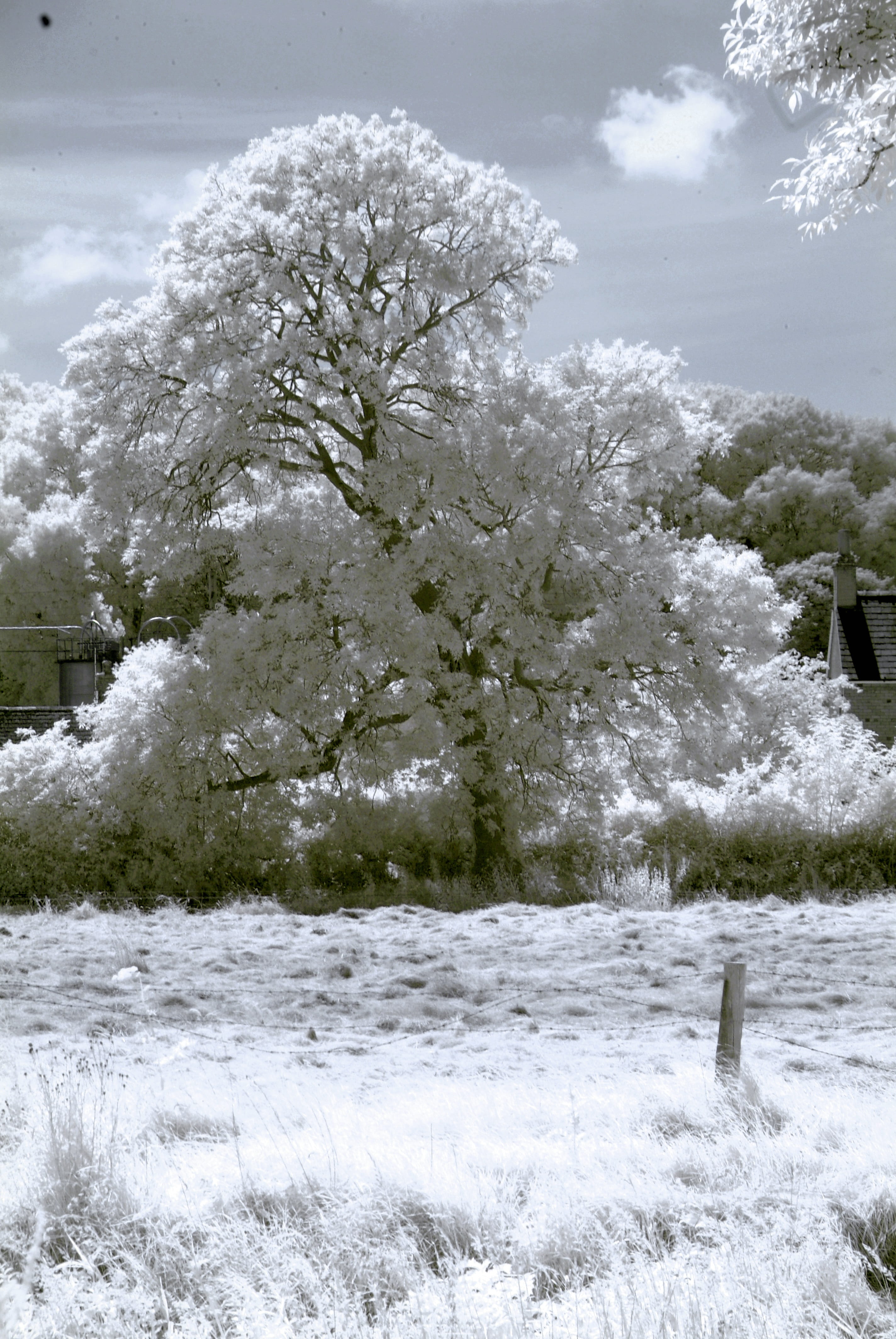 beautiful, outdoors, beauty in nature, winter, snow, nature, cold temperature, growth, day, tranquility, Surreal, Infrared, land, filtered, blue, Tree, Phone HD Wallpaper