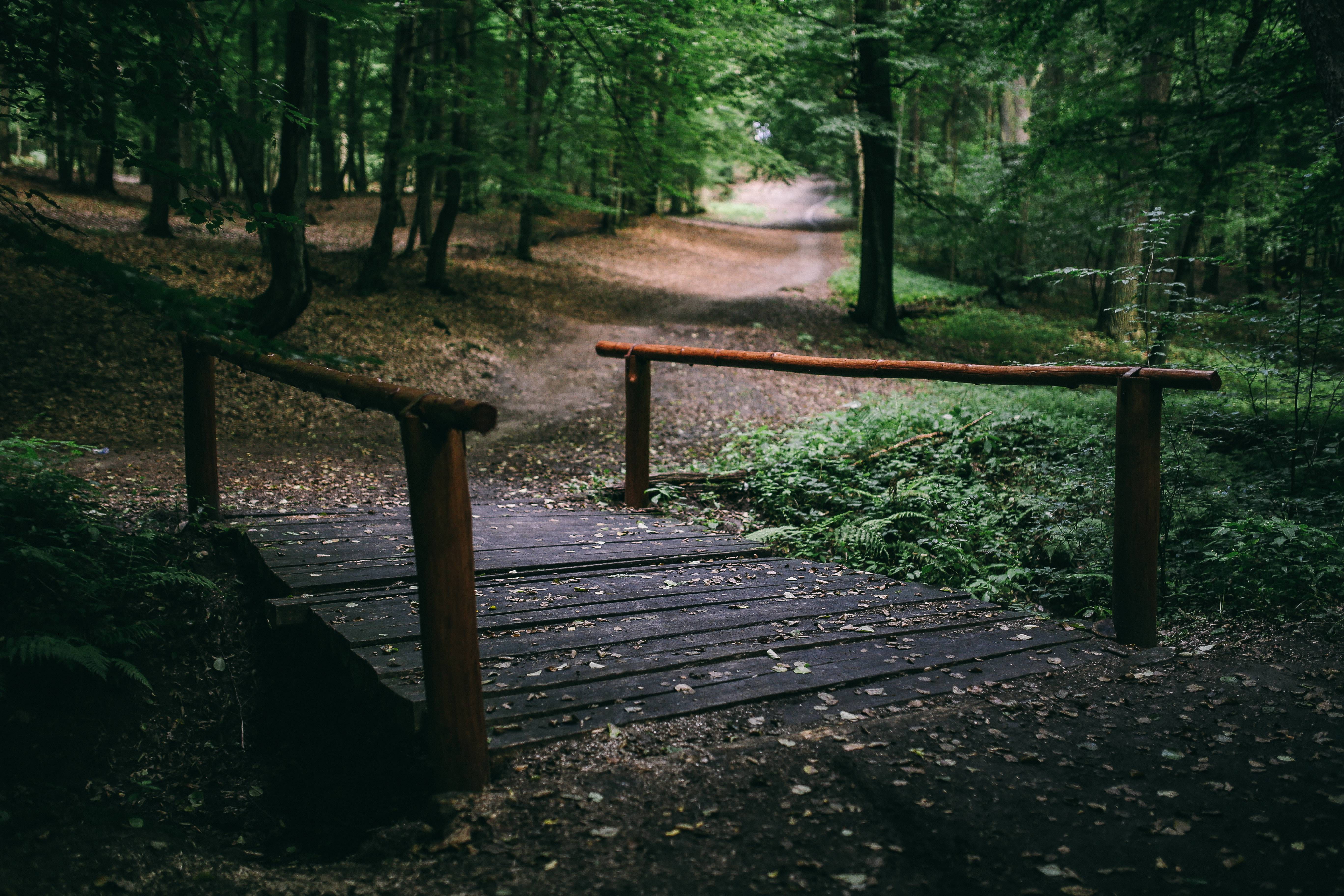 tranquility, beauty in nature, green Color, walk, the way forward, forest, nature, outdoors, bench, trees, woodlands, footpath, green, park - Man Made Space, HD Wallpaper