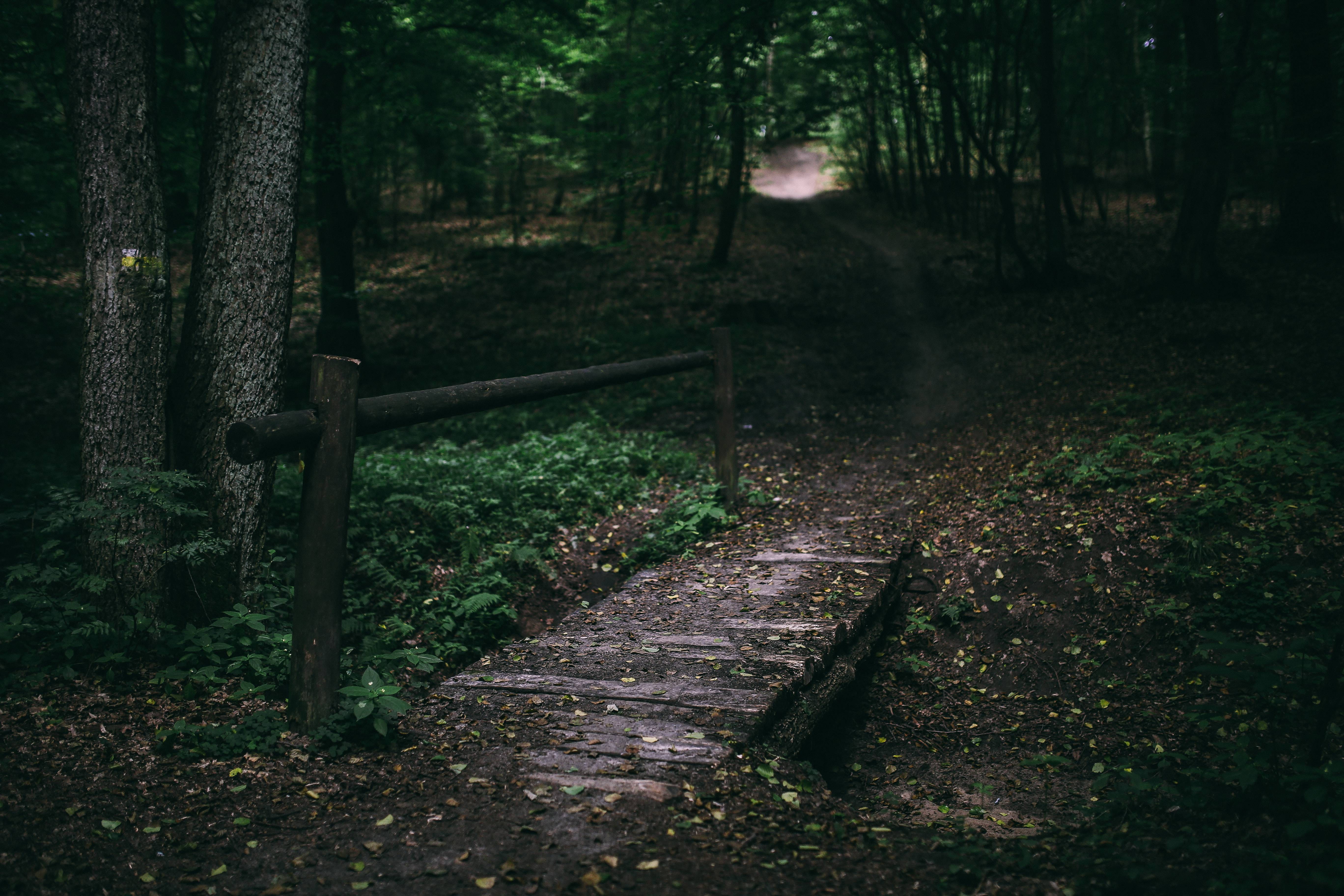 trees, outdoors, the way forward, beauty in nature, park, night, landscape, path, tree trunk, grass, no People, scenics - nature, land, tranquil Scene, HD Wallpaper