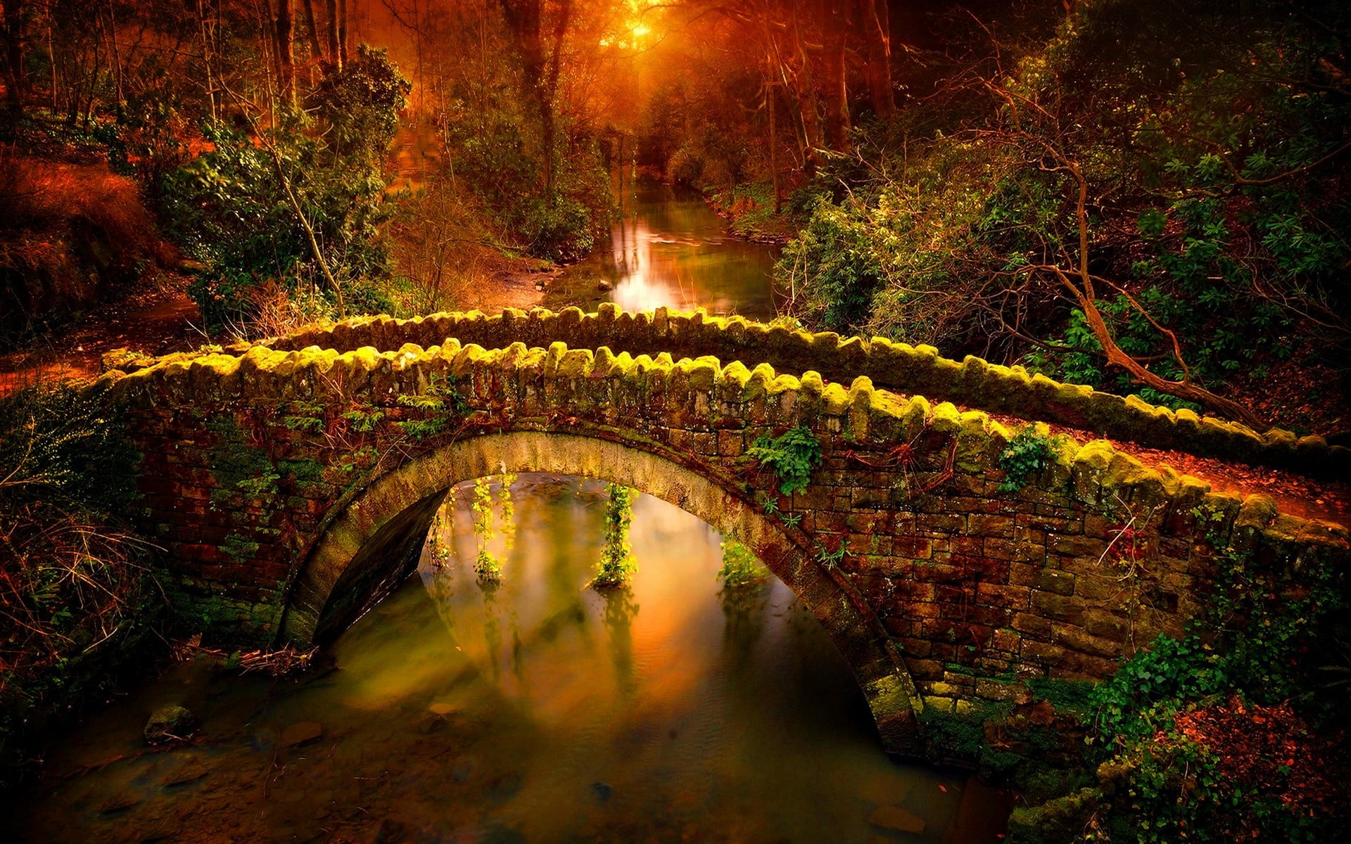 reflection, tree, plant, brown, hills, autumn, landscape, path, night, growth, stream - flowing water, illuminated, waterfront, water, arch bridge, 1080P, HD Wallpaper