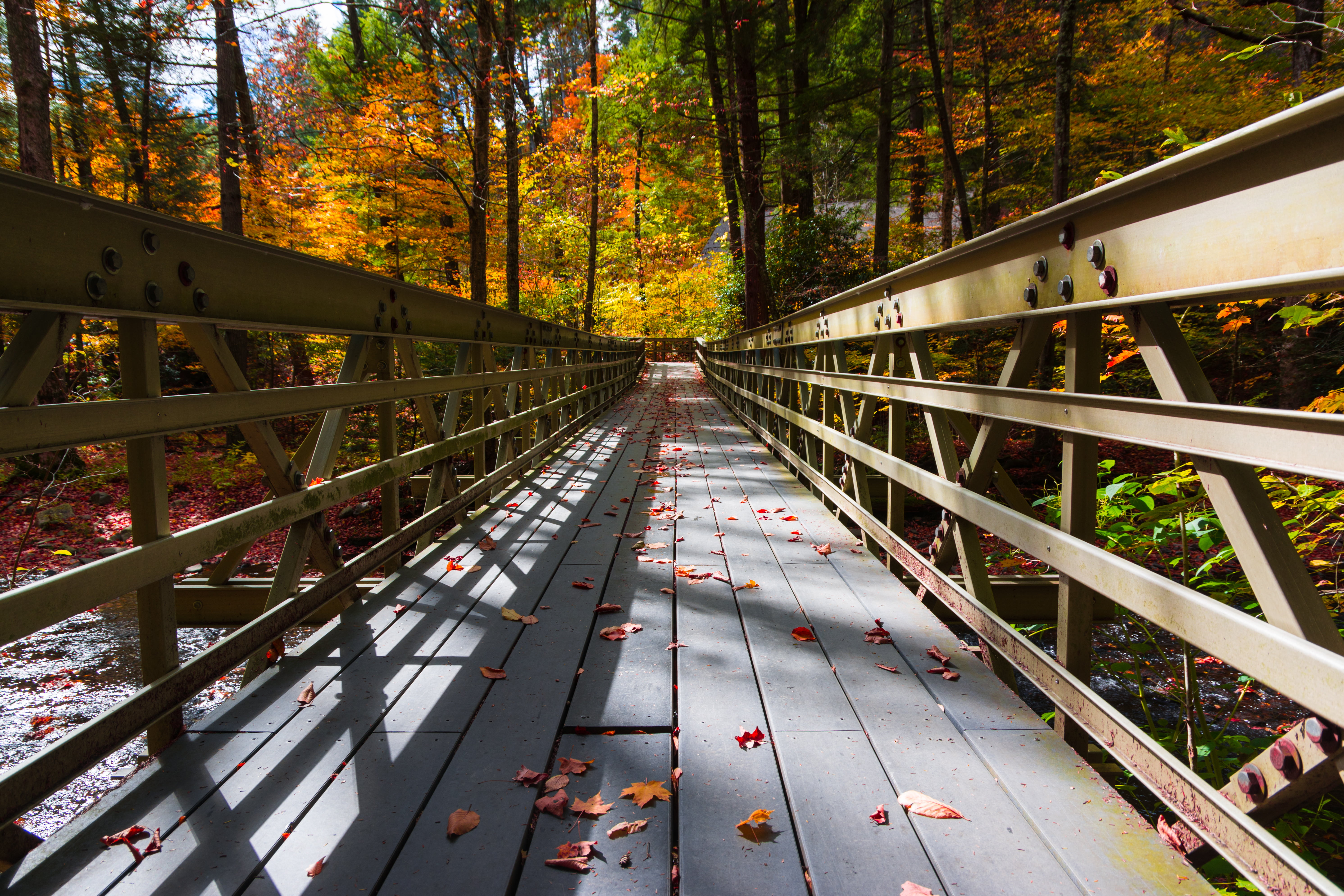 tree, bridge - Man Made Structure, wooden, autumn, gray, bridge, 5K, forest, outdoors, photo, wooden bridge, nature, autumn  fall, leaf, HD Wallpaper