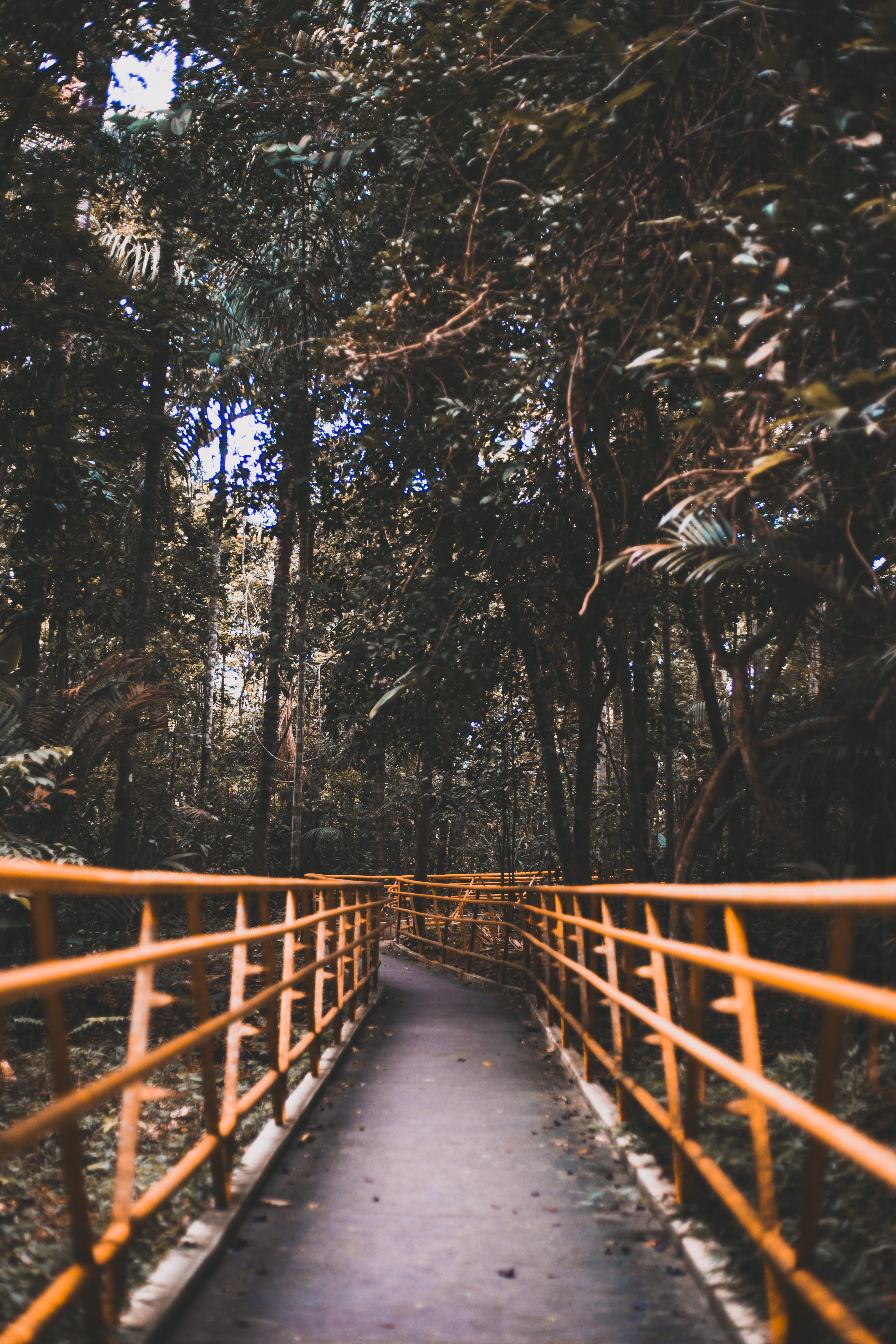 land, bridge, tree, tranquil scene, green, tranquility, amazonia, no people, bridge - man made structure, diminishing perspective, 5K, the way forward, Phone HD Wallpaper