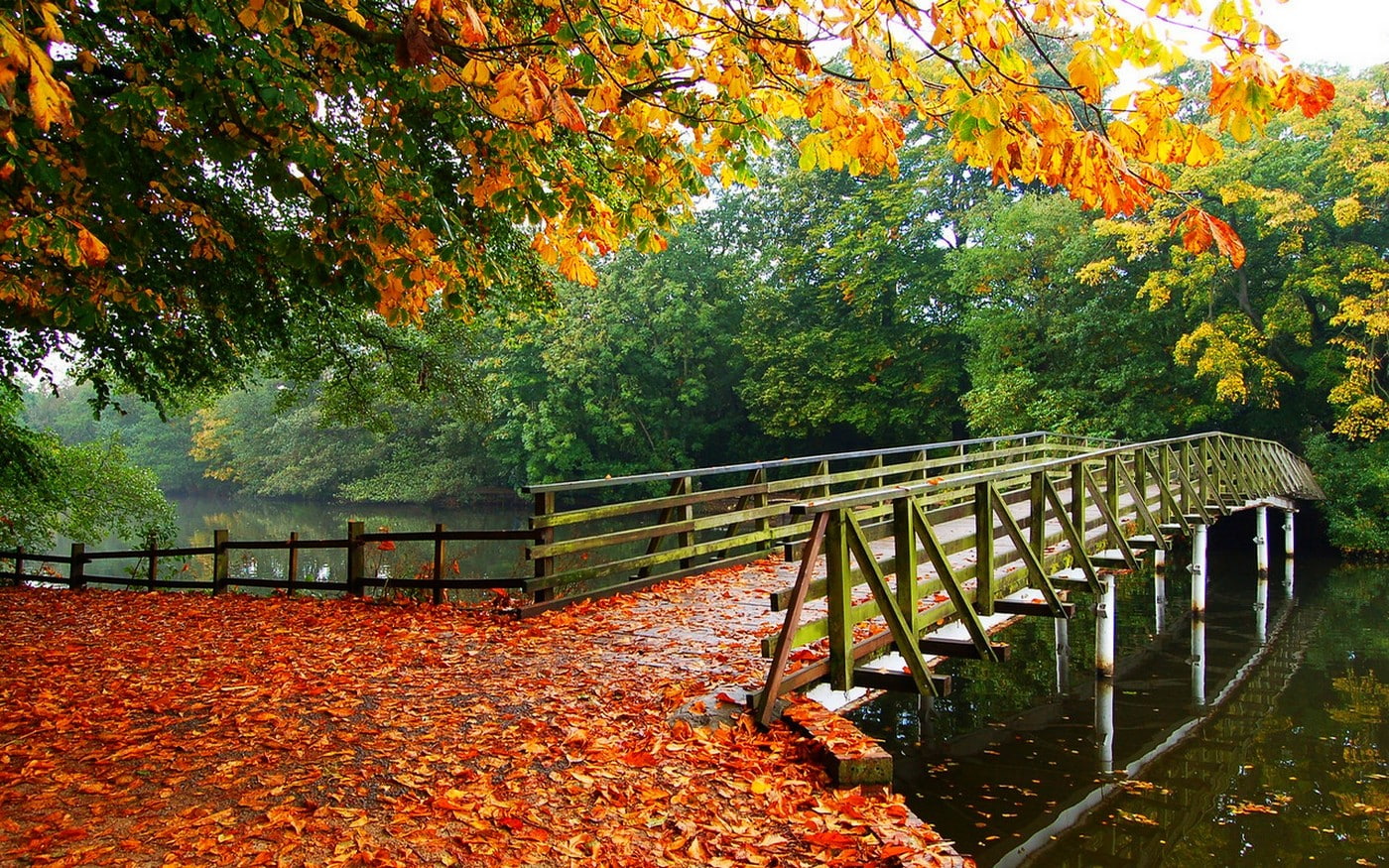 autumn collection, tranquility, fall, leaves, day, bridge, nature, orange color, change, scenics - nature, walkway, autumn, river, bridge - man made structure, HD Wallpaper