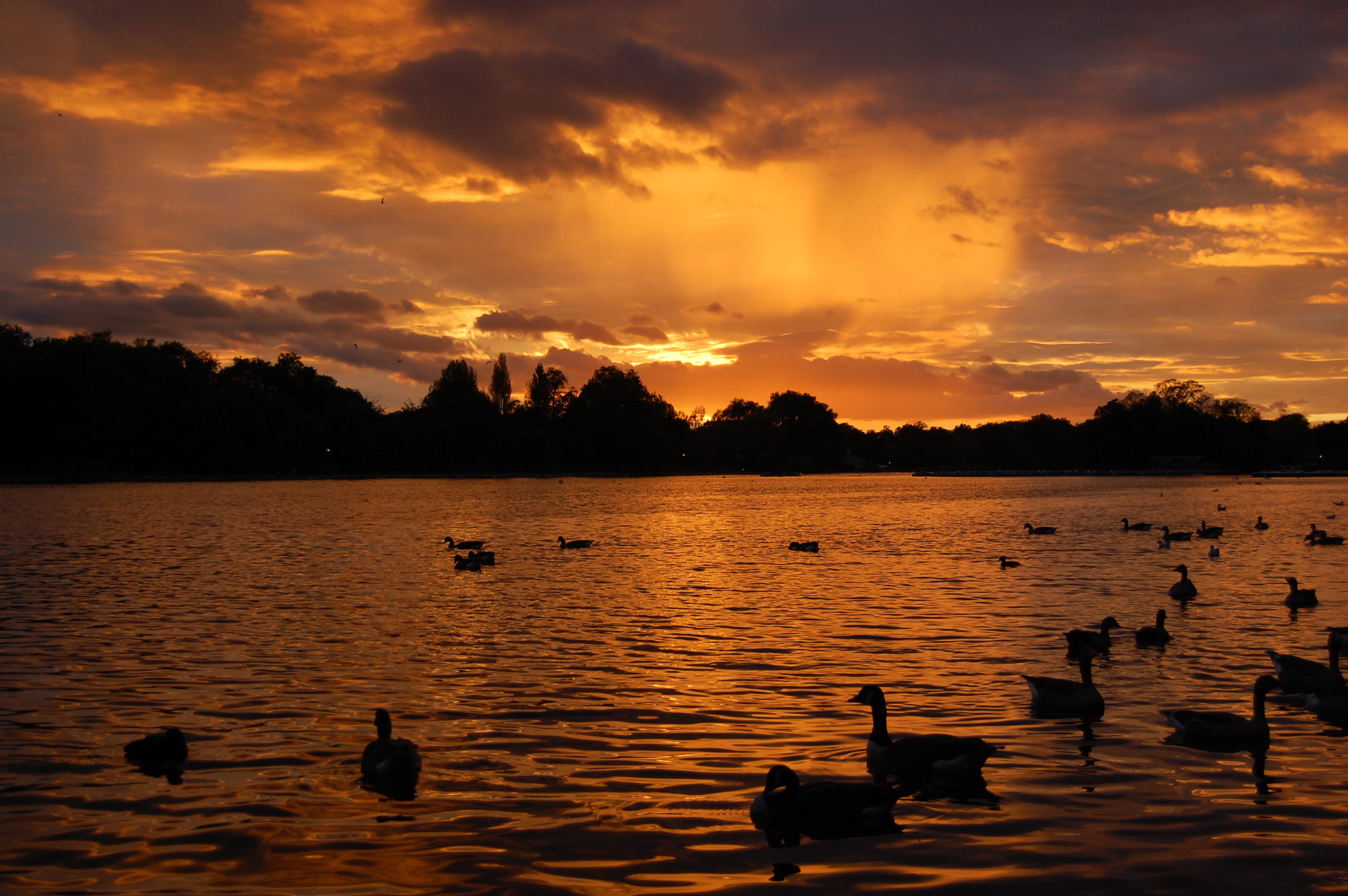 bird, tranquility, animals in the wild, sky, swimming, scenics - nature, hyde park, no people, orange color, reflection, sunset, silhouette, park, beauty in nature, HD Wallpaper
