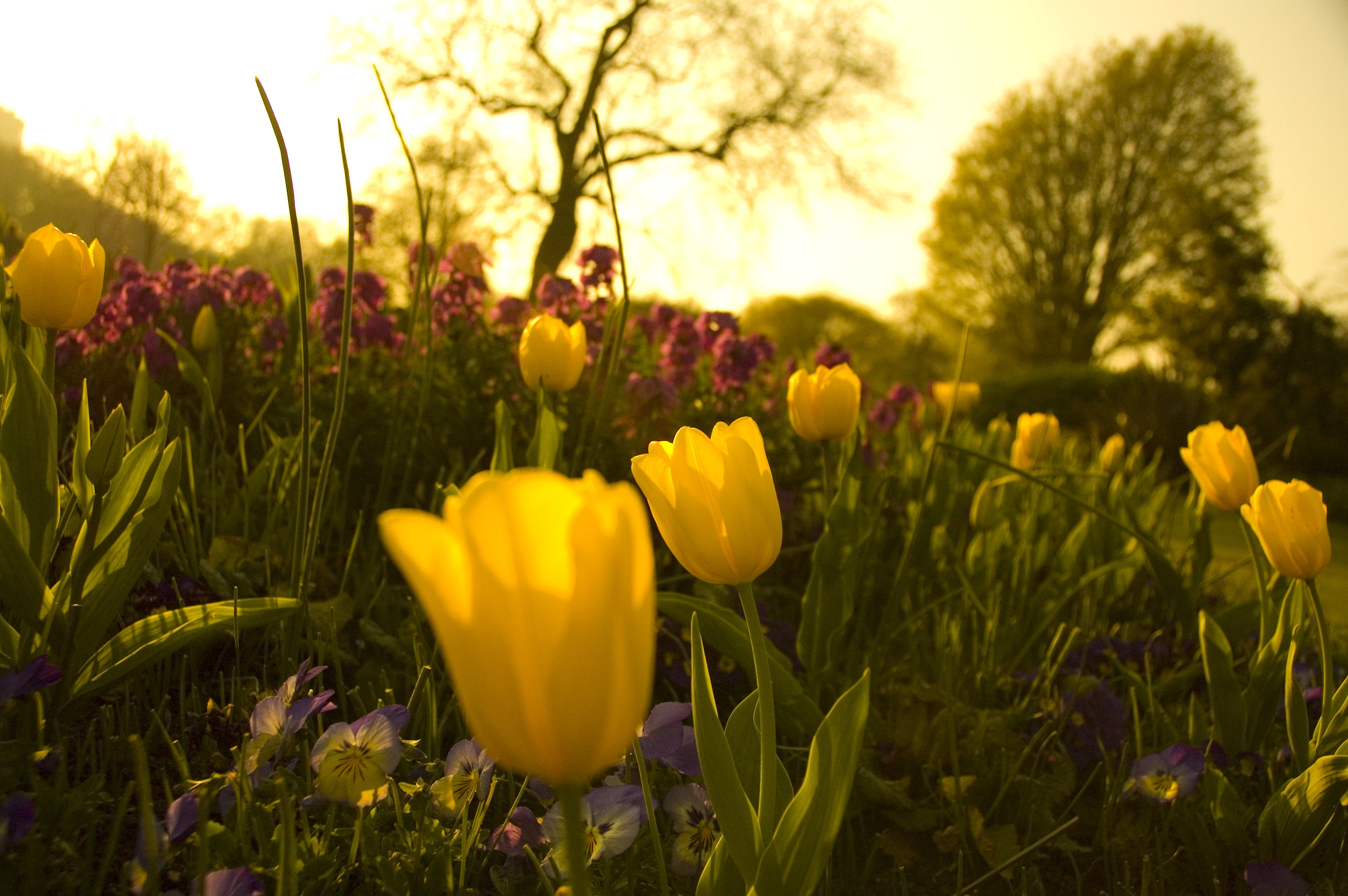 chance, flowerbed, purple, shutter, yellow, sunset, green Color, summer, flower, United Kingdom, Flowers, sunshine, hyde, 2K, trees, nature, plant, Tulip, HD Wallpaper