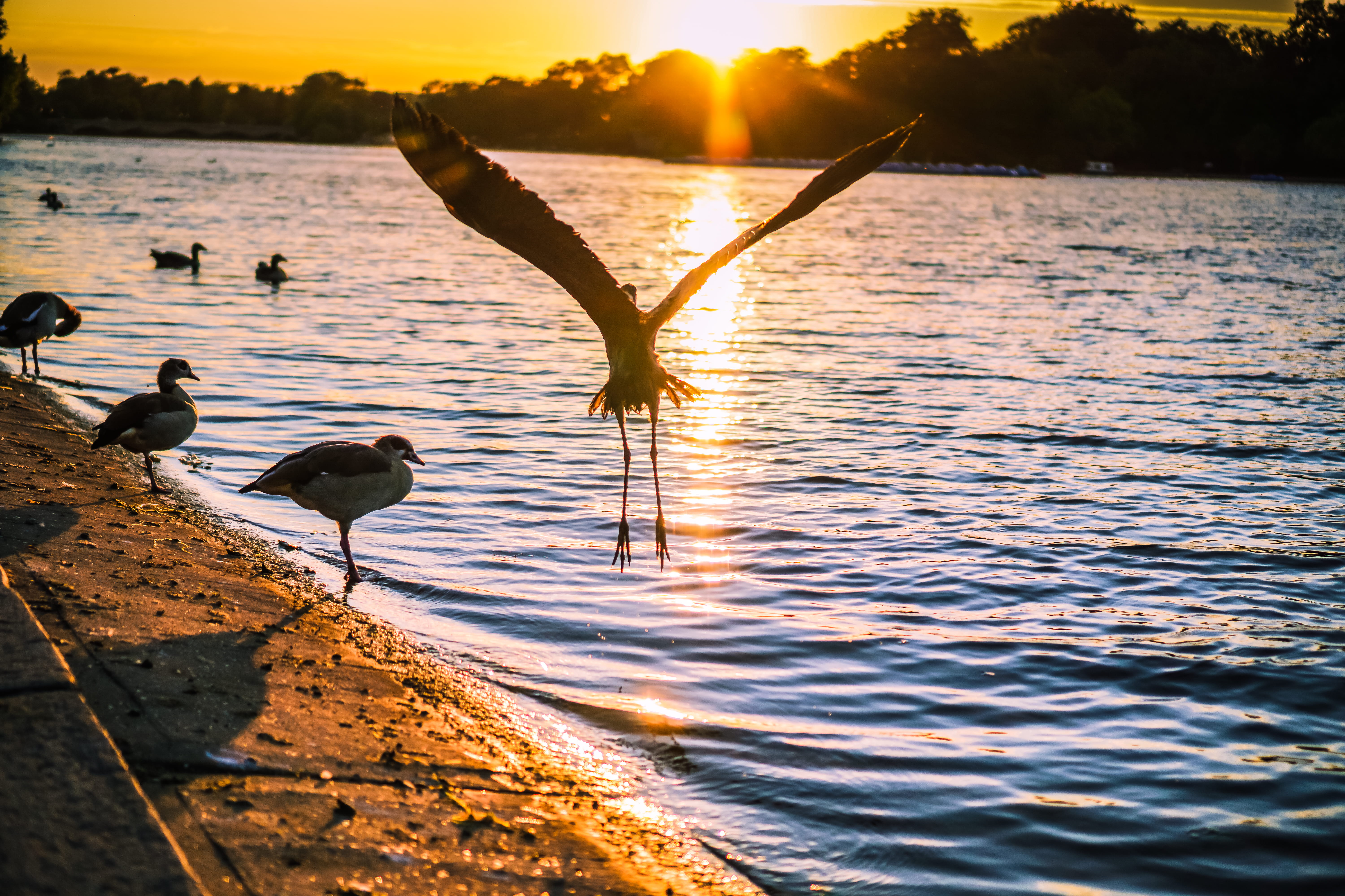 group of animals, tranquility, water, animals in the wild, park, watery, animal wildlife, outdoors, hyde park, take off, uk, london, england, flight, lake, HD Wallpaper