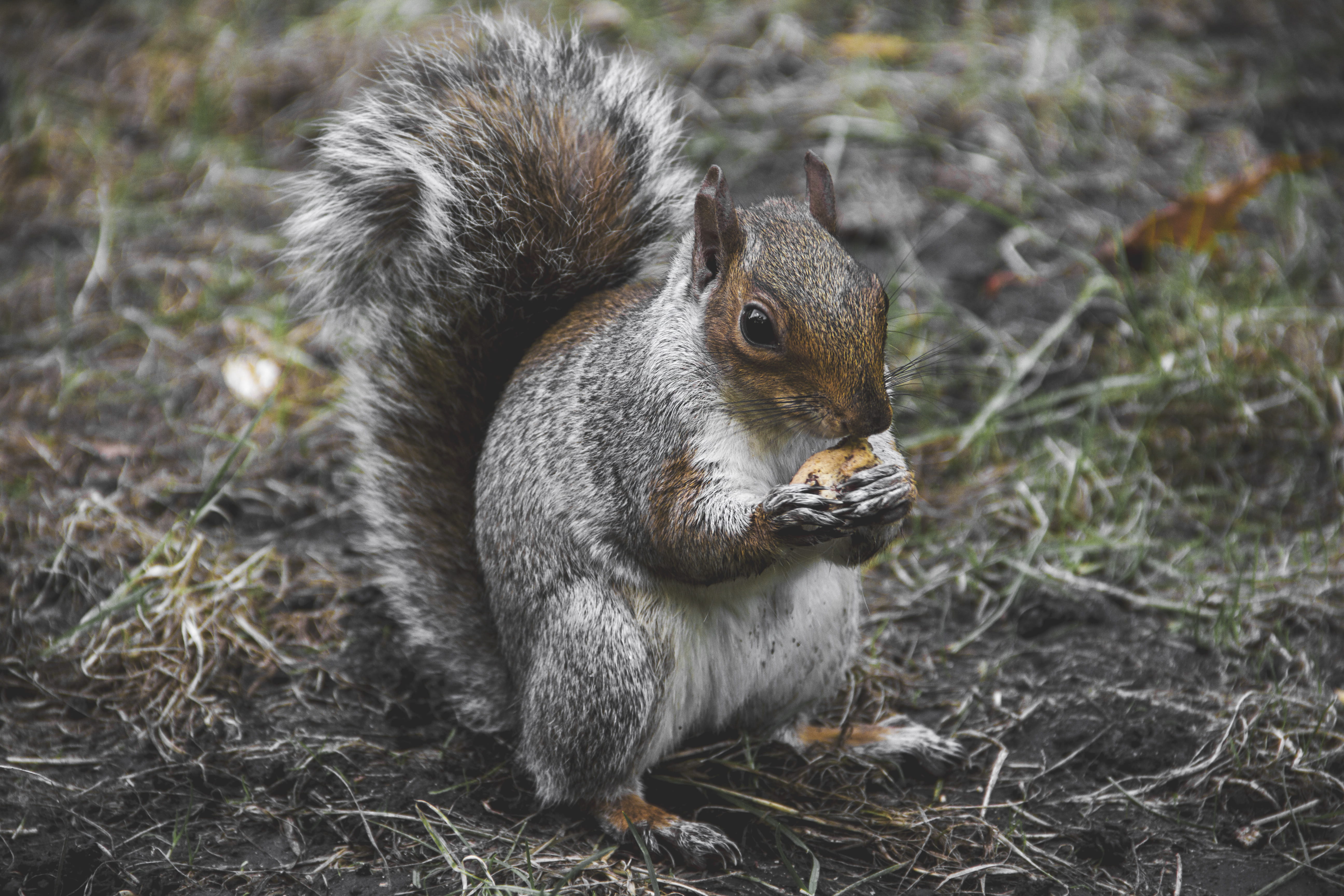 day, 5K, close-up, mammal, field, wilde, land, fast, plant, grass, nut, rain, london, united kingdom, focus on foreground, food, animal themes, furry, HD Wallpaper