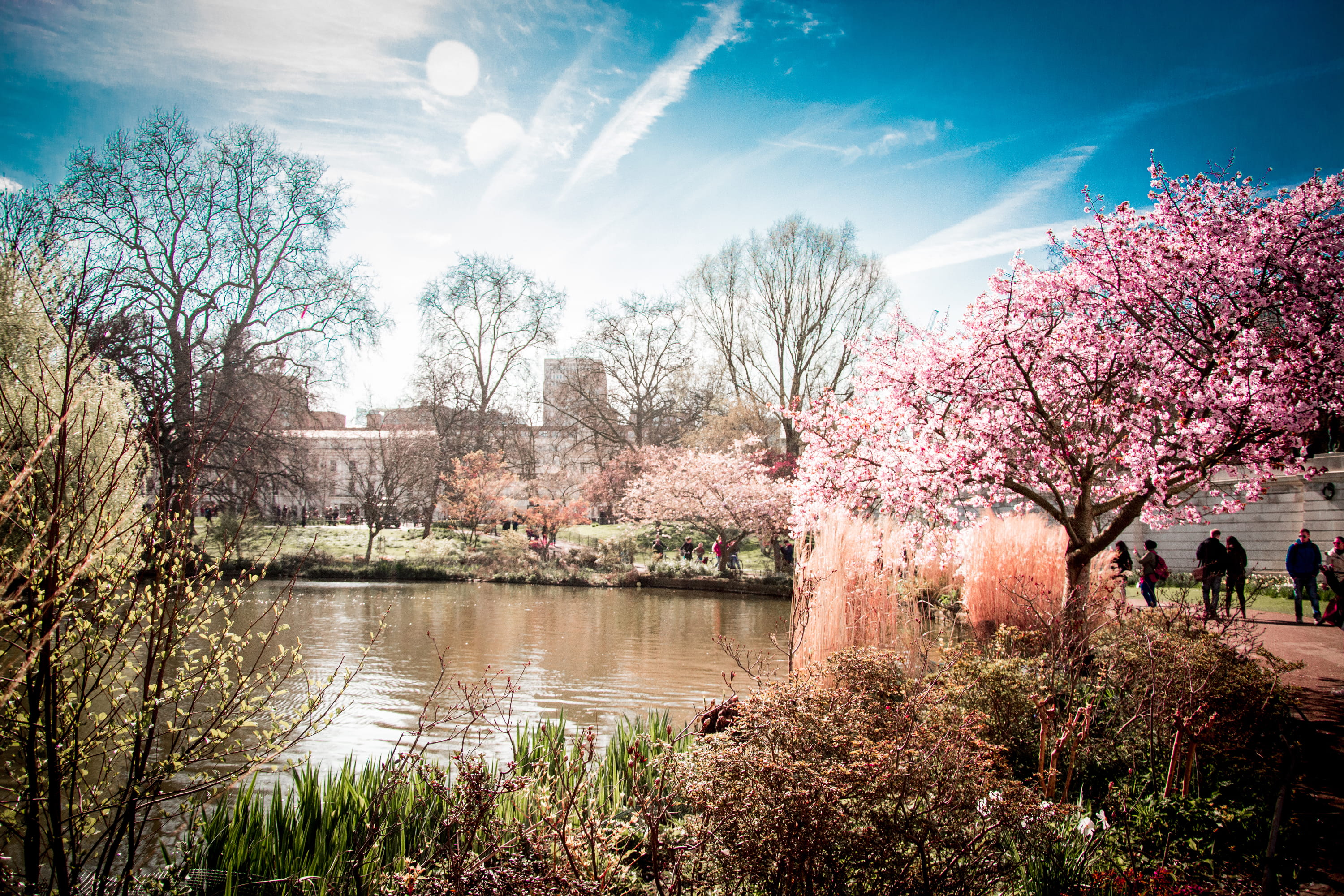tree, sky, growth, londre, pink, united kingdom, outdoors, lake, urban, nature, flowering plant, pink color, brick, fishpond, cherry blossom, spring, flower, HD Wallpaper