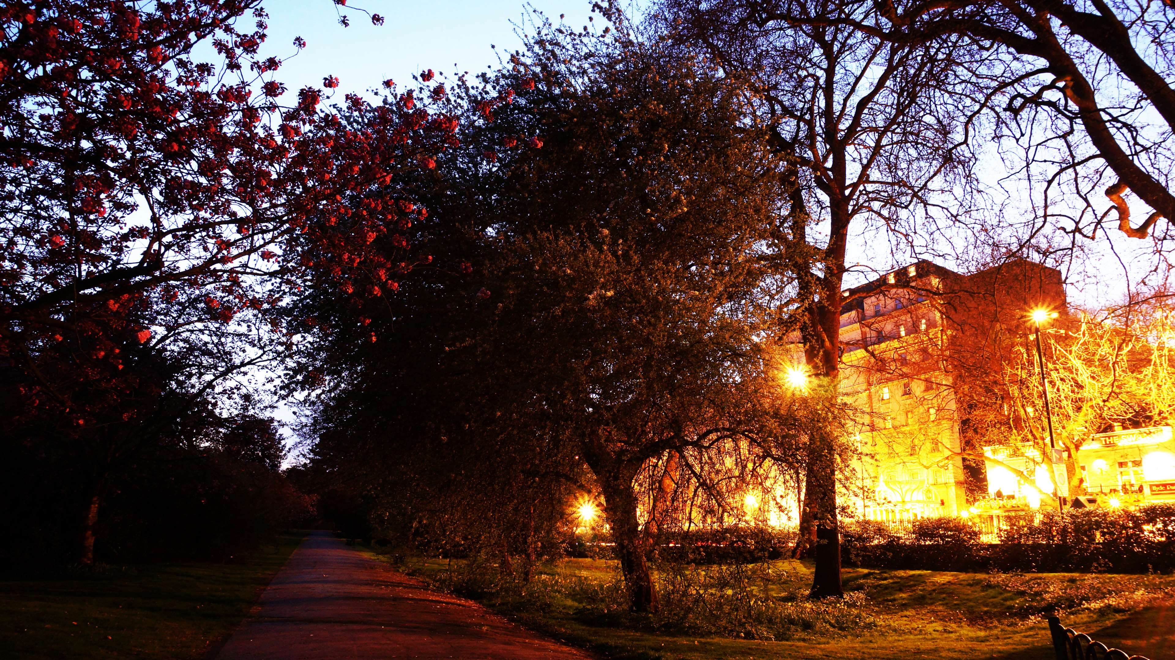 light, orange color, after hours, long exposure, autumn, footpath, plant, diminishing perspective, treelined, tree, park, nature, 4K, change, direction, HD Wallpaper