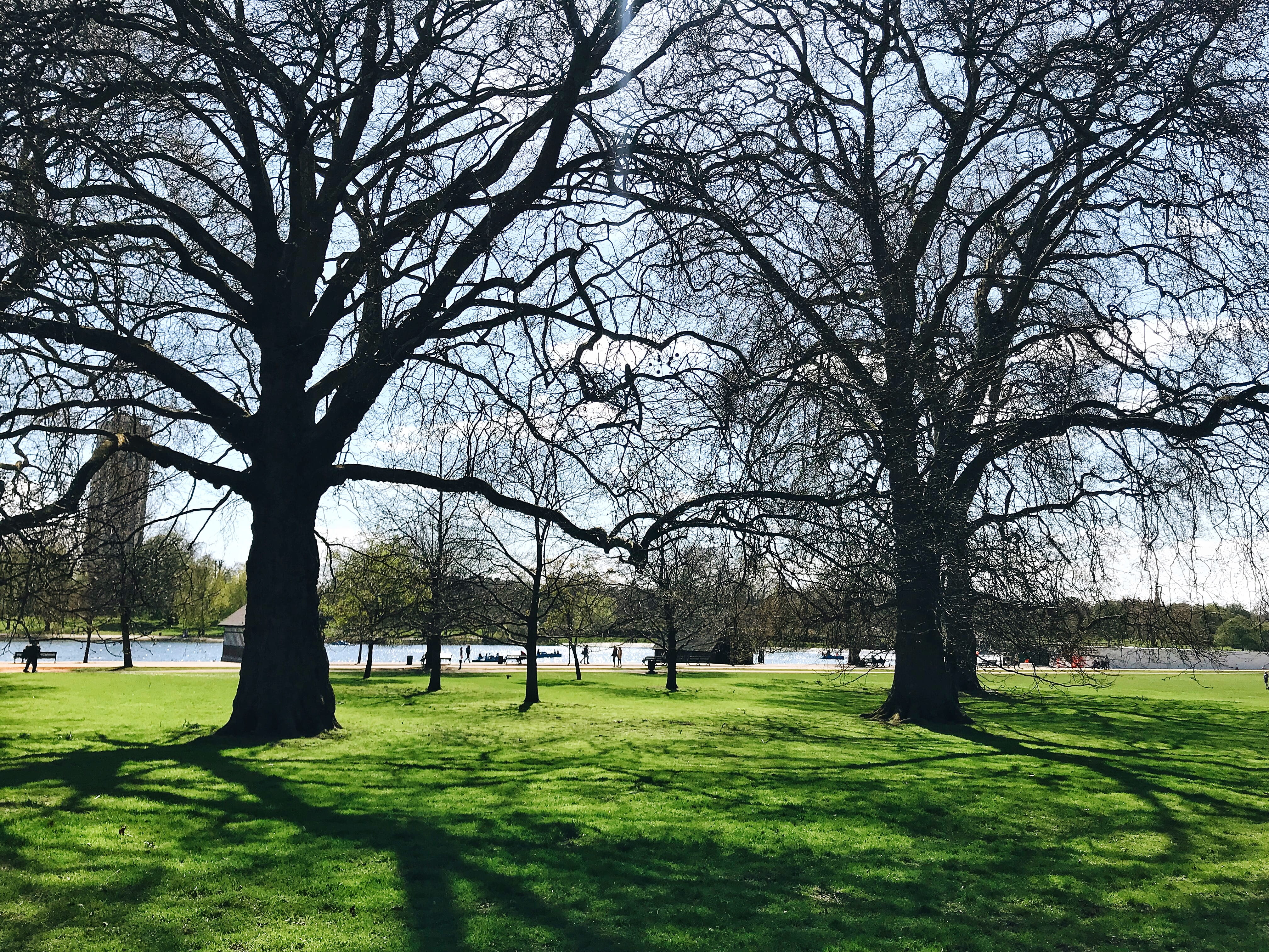 nature, plant, tranquil scene, trunk, land, outdoors, sky, branch, day, park, tree, beauty in nature, landscape, spring, green color, 4K, no people, grass, HD Wallpaper