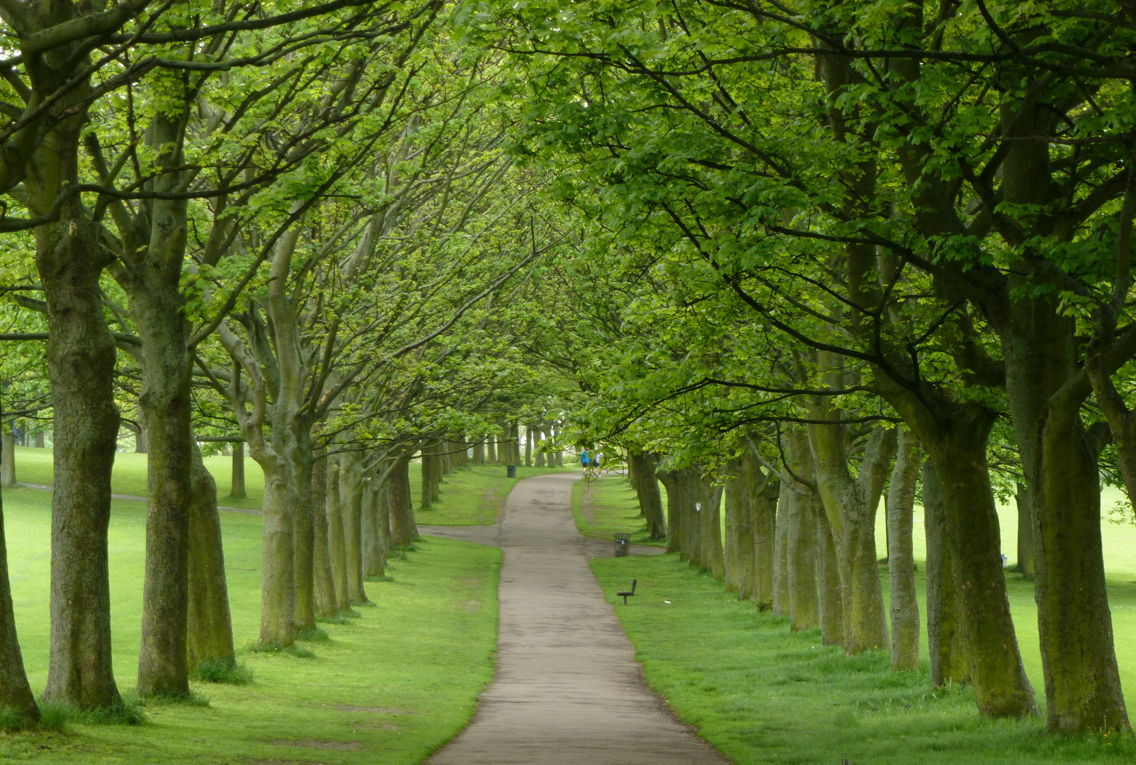 dirt, green-leaf, Woodhouse Moor, leaf, 4K, hyde park, gray, green Color, leeds, park - Man Made Space, nature, dirt road, road, outdoors, woodhouse  moor, HD Wallpaper