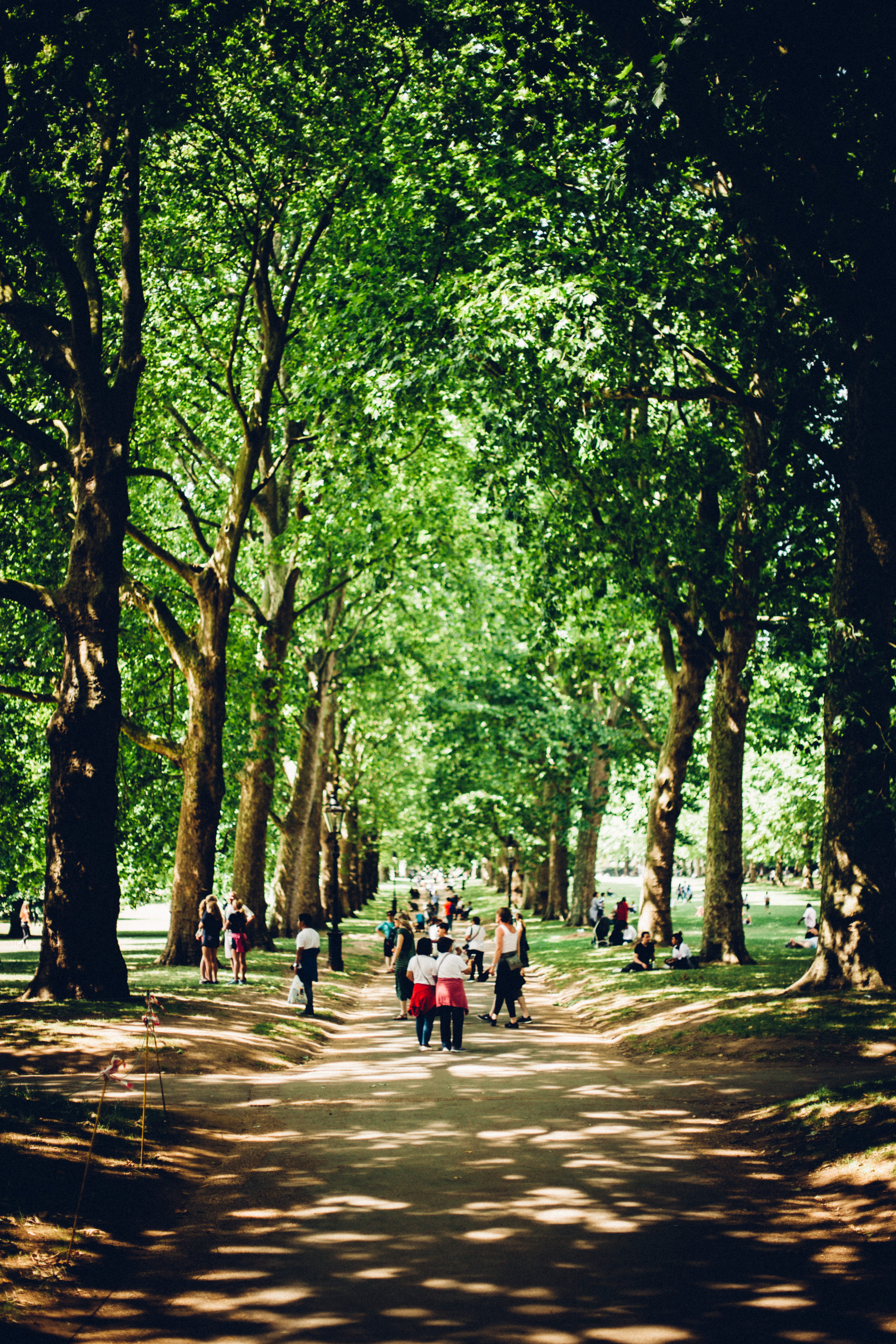 london, street photography, nature, transportation, park, trunk, hyde park, green color, day, plant, green park, leisure activity, lifestyles, tree trunk, Phone HD Wallpaper