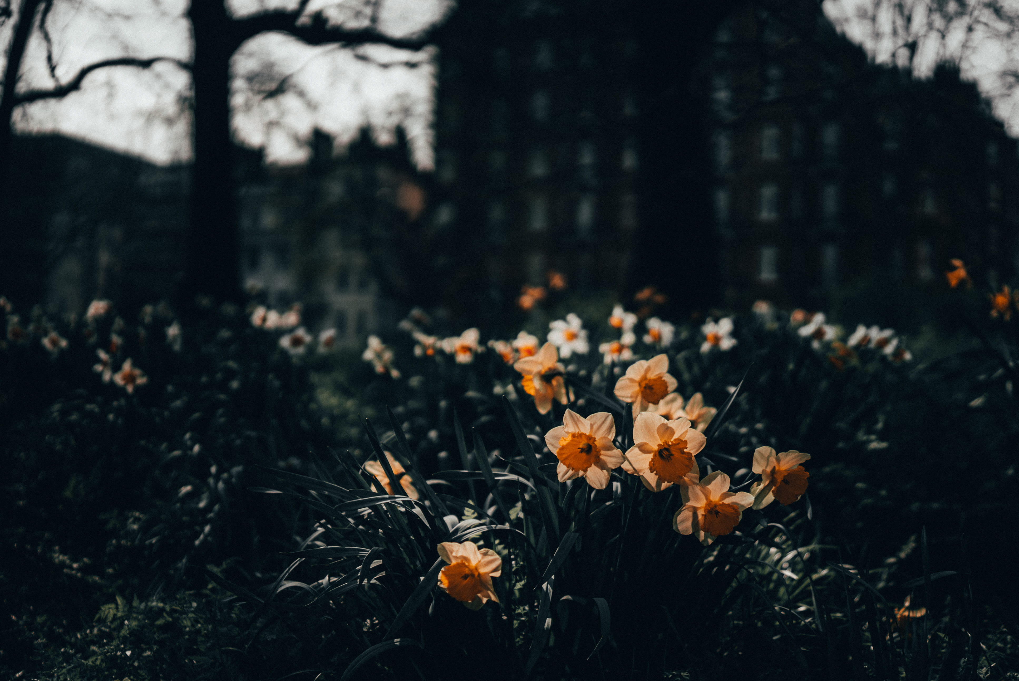 field, close-up, flower head, petal, vulnerability, land, london, plant, no people, beauty in nature, inflorescence, mood, flower, yellow, invertebrate, HD Wallpaper