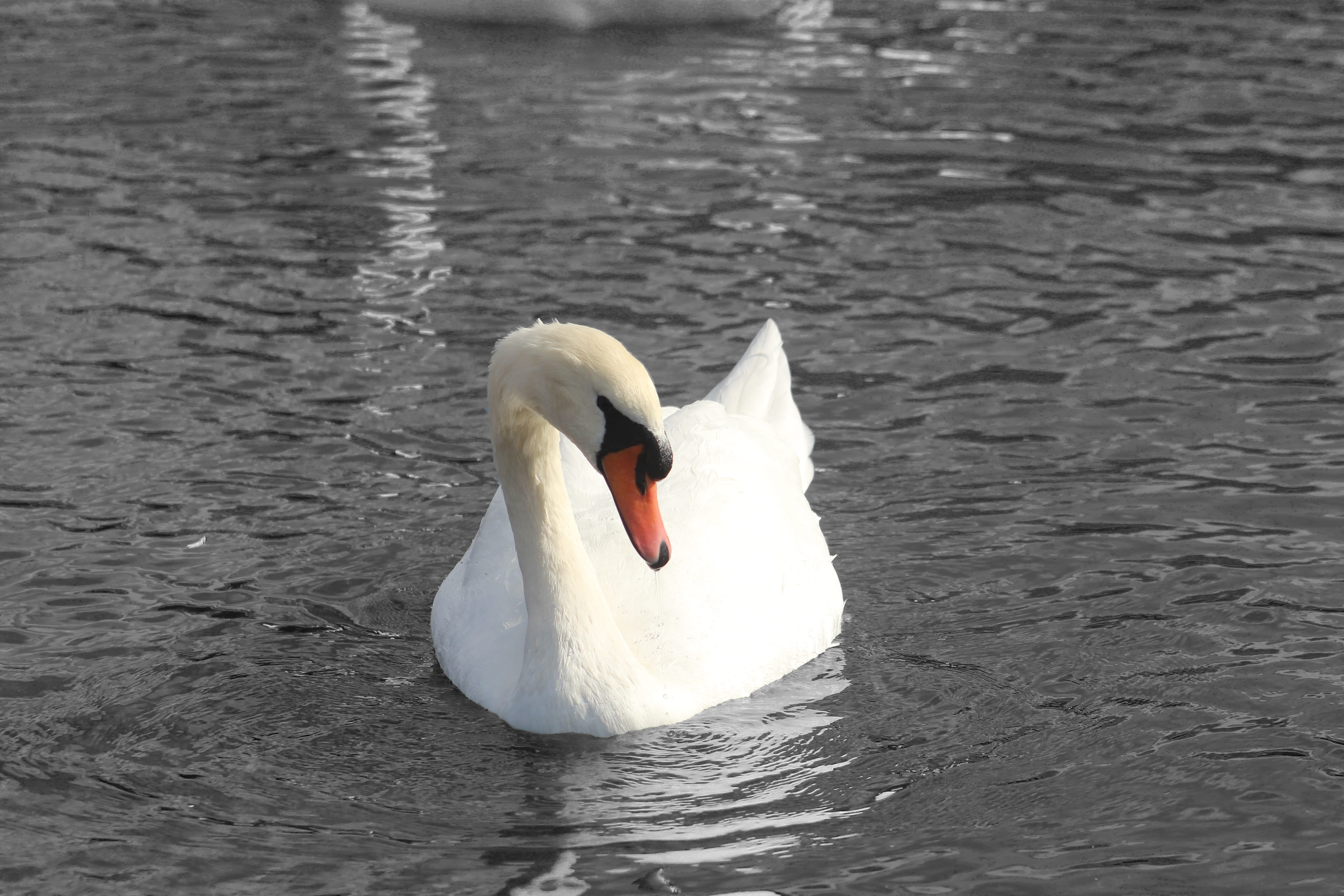 bird, animal wildlife, animal, one animal, 5K, waterfront, beak, hyde, no people, water bird, nature, zoology, animal themes, freshwater bird, animal neck, HD Wallpaper