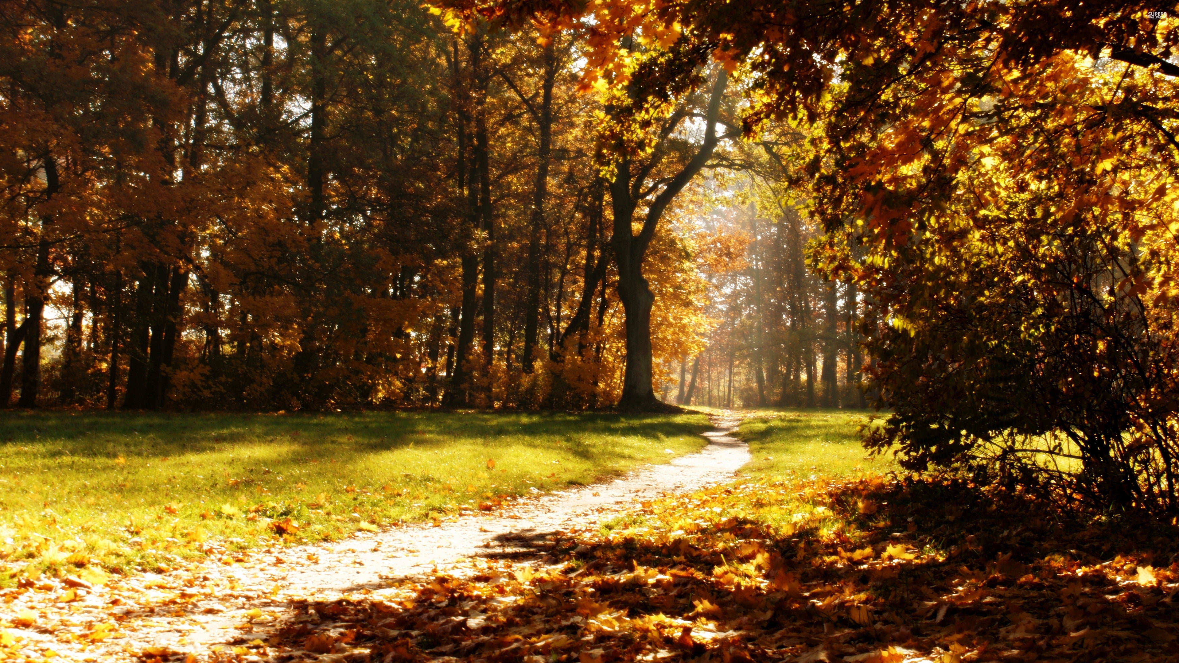 landscape, day, change, season, wood, path, golden, plant, pathway, growth, trunk, october, alley, yellow, tree, no people, light, park, nature, colorful, HD Wallpaper