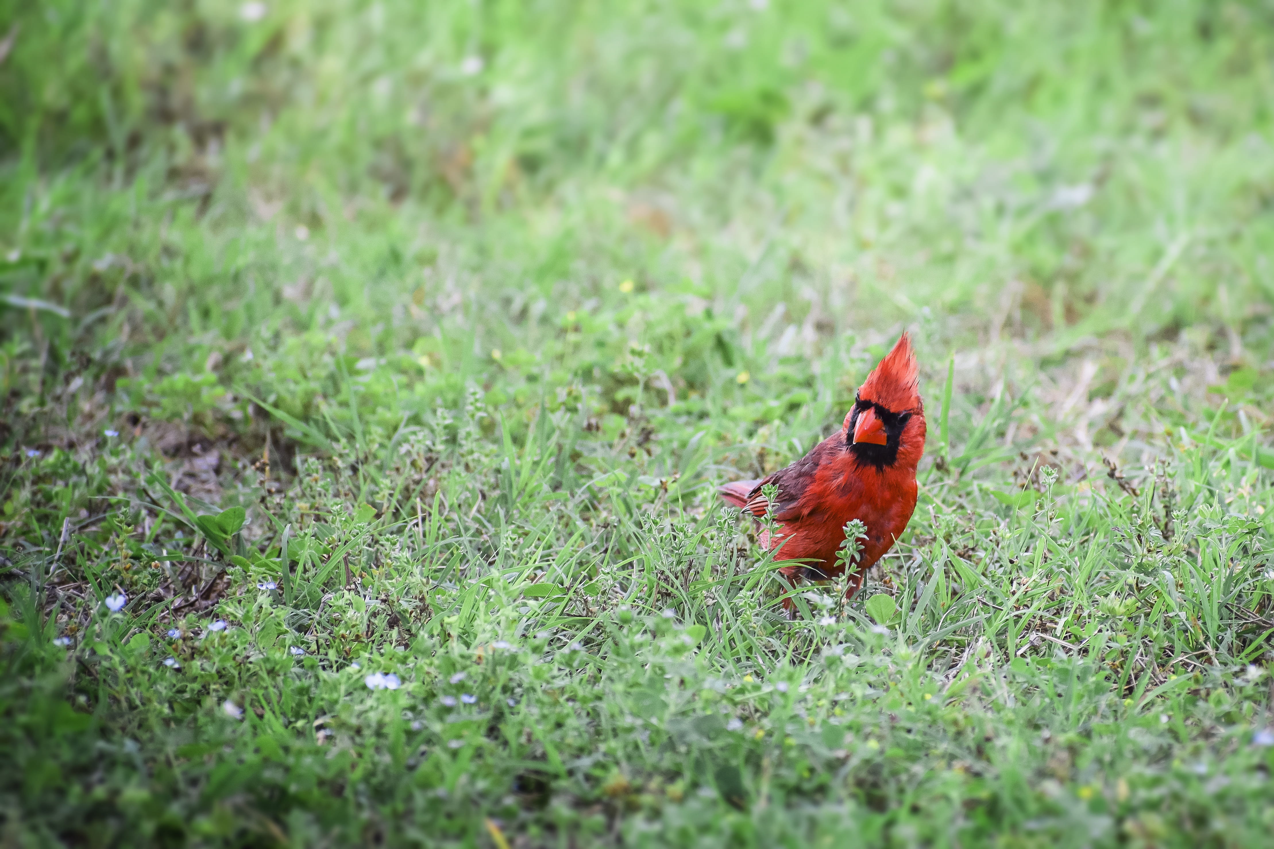 foliage, ground, animal wildlife, forest, black, landscape, wild, cardinal, red, wood, fauna, environment, orange, land, sun, purple, animals in the wild, HD Wallpaper