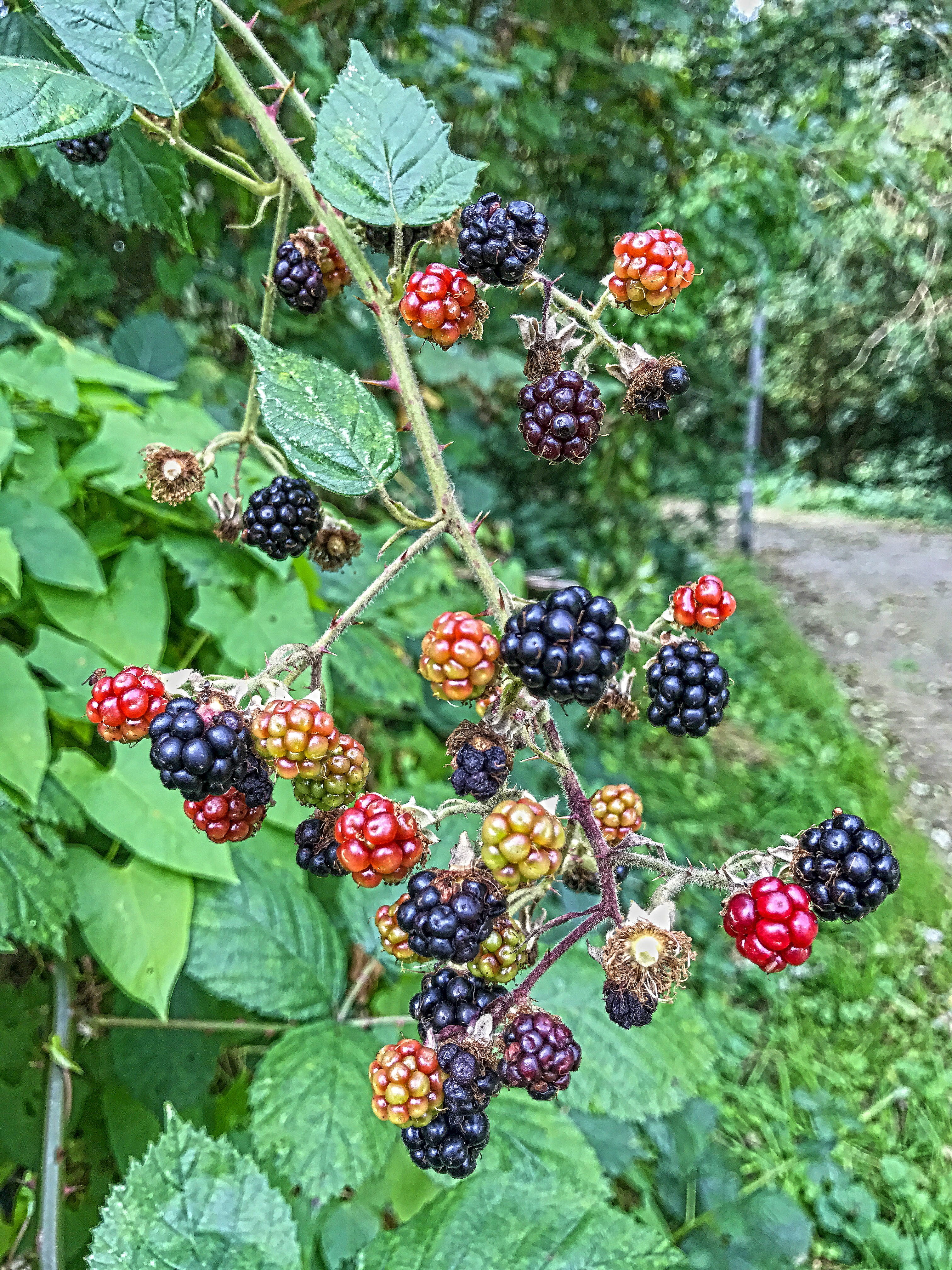 green color, autumn, vienna, stork, lake, duck, freshness, landscape, blue, mirroring, close-up, color, sky, green, plant, berries, ripe, blossom, orange, Phone HD Wallpaper