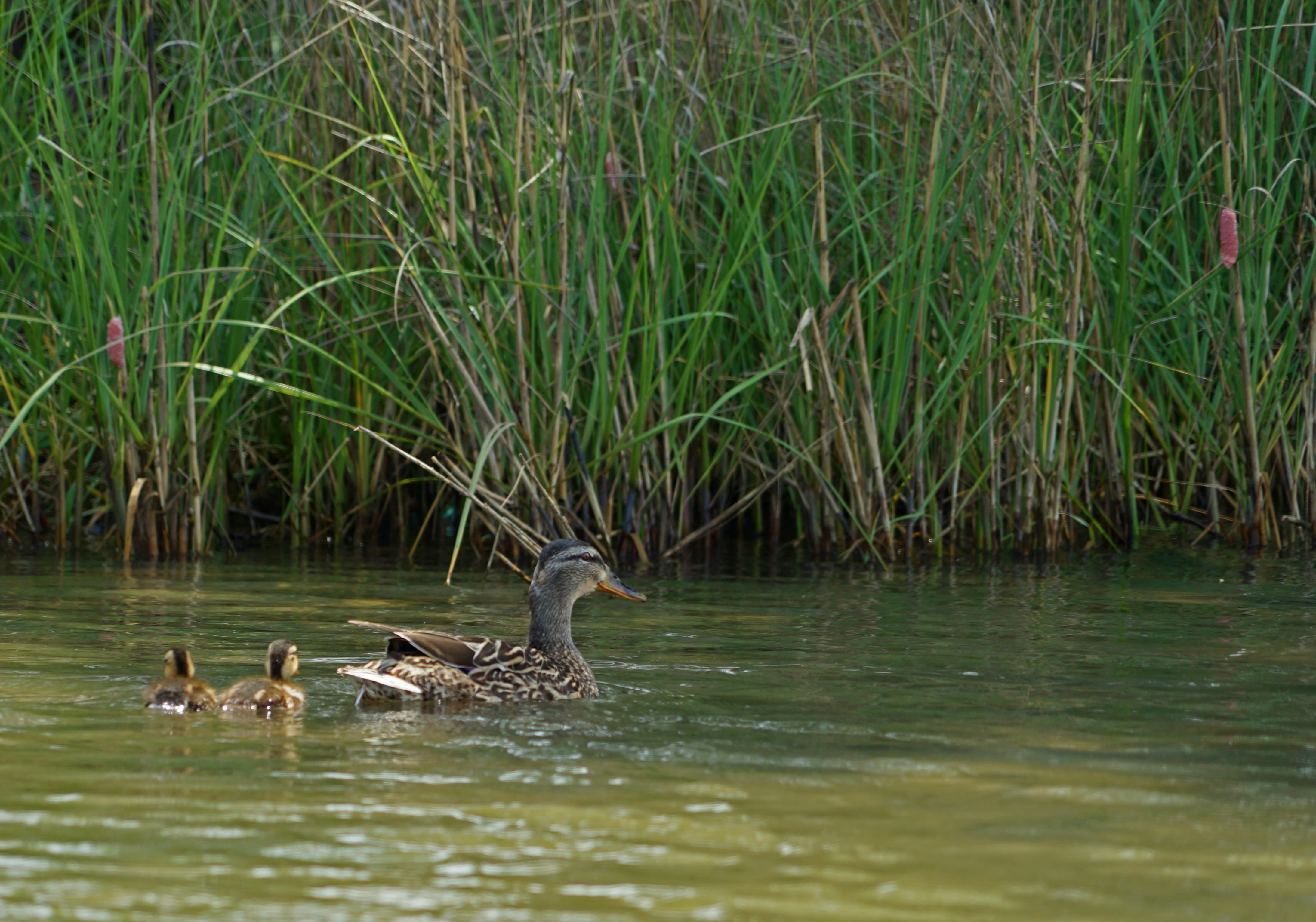 river, poultry, city park, young animal, lake, swamp, feather, animal family, young bird, avian, wild, no people, new orleans, wetlands, neck, white, water bird, HD Wallpaper