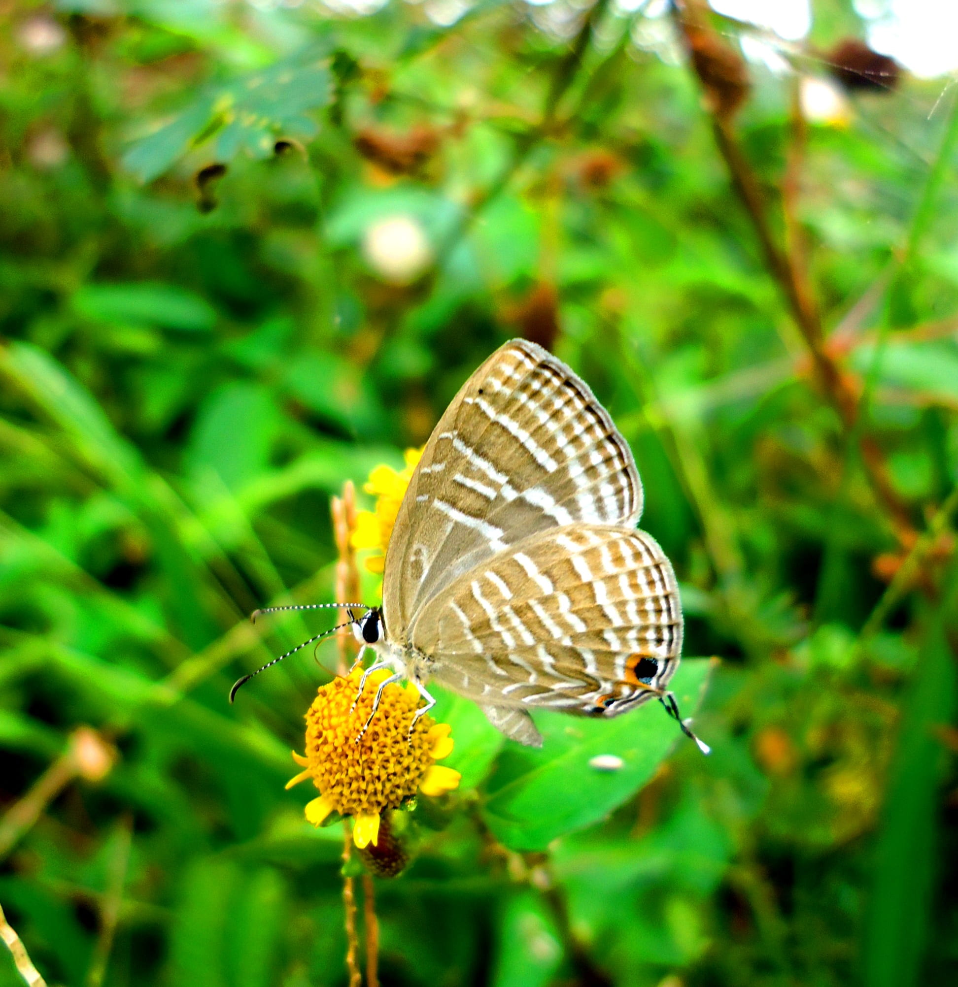 easter, lepidoptera, pattern, growth, environment, grass, one animal, focus on foreground, animal, fun, garden, beautiful, 1080P, focus, selective, little, Phone HD Wallpaper
