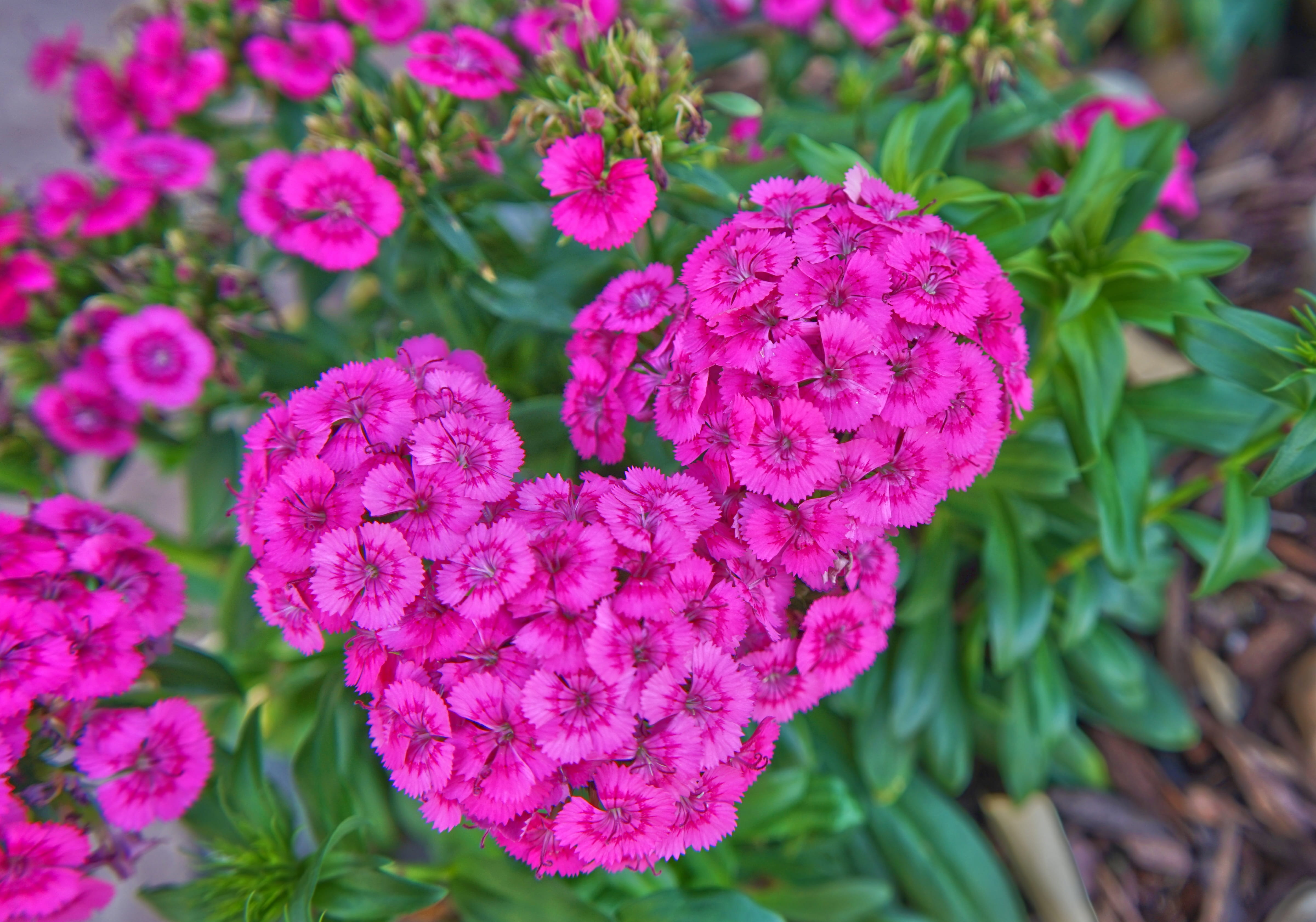 freshness, pink color, anniversary, new orleans, head, louisiana, tree, garden, bunch of flowers, flower head, fragility, color, lawn, high angle view, HD Wallpaper