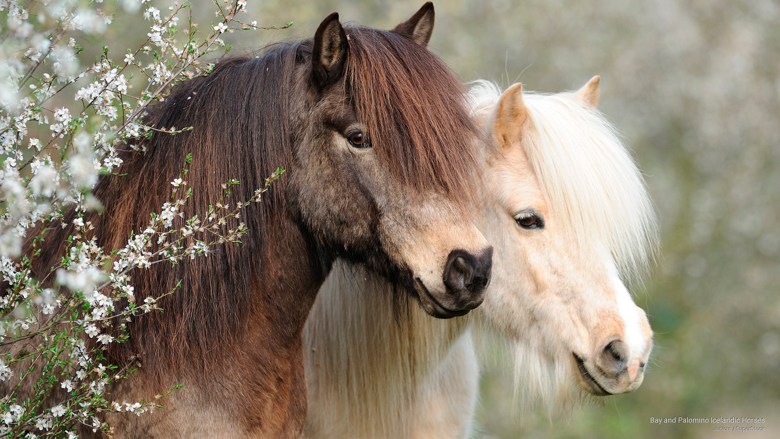 horses, 2K, icelandic, Animals, palomino, bay, HD Wallpaper