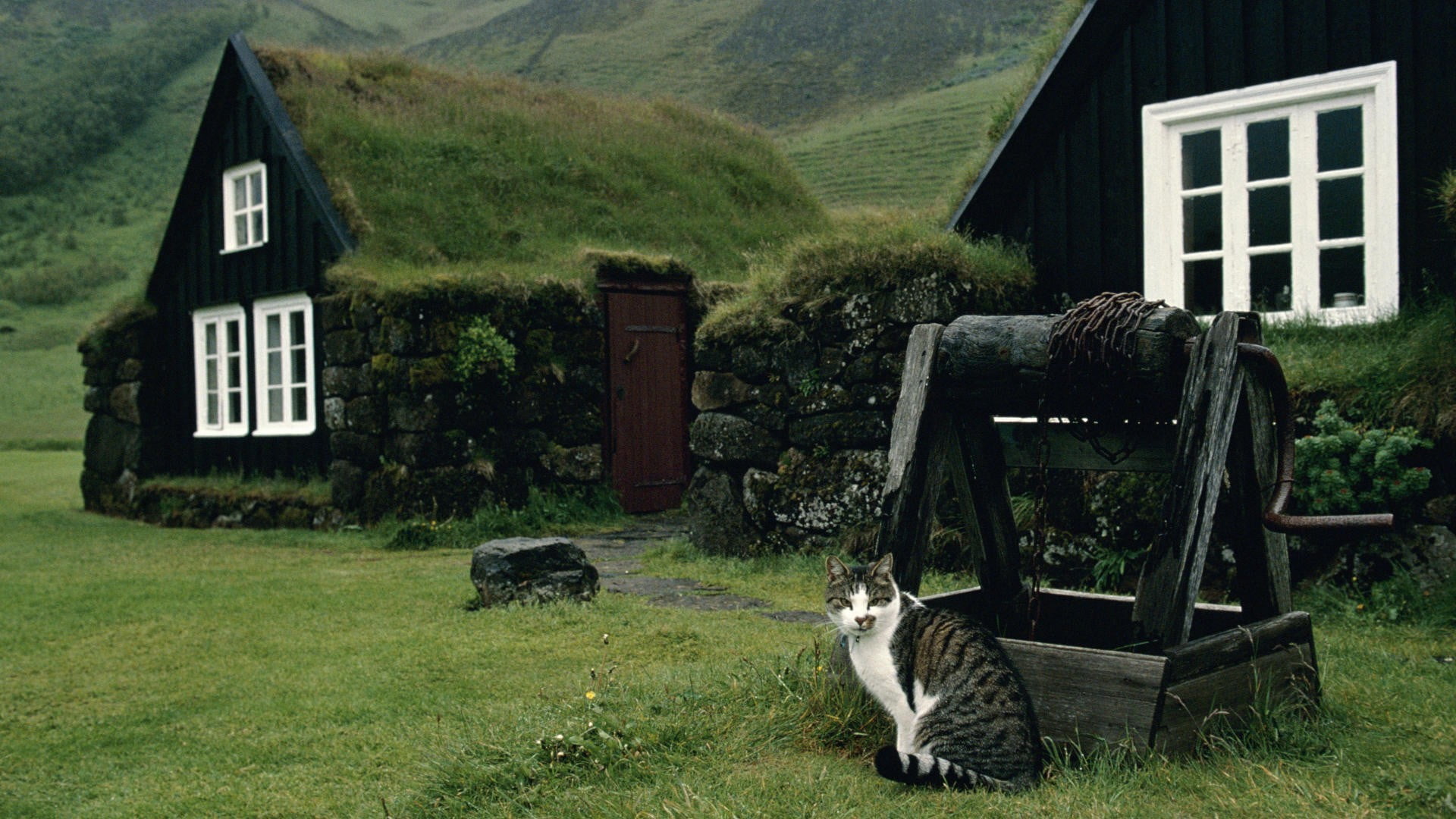 built structure, Iceland, building exterior, day, house, animal, land, domestic animals, white, one animal, small, grass, domestic, cat, plant, animal themes, HD Wallpaper