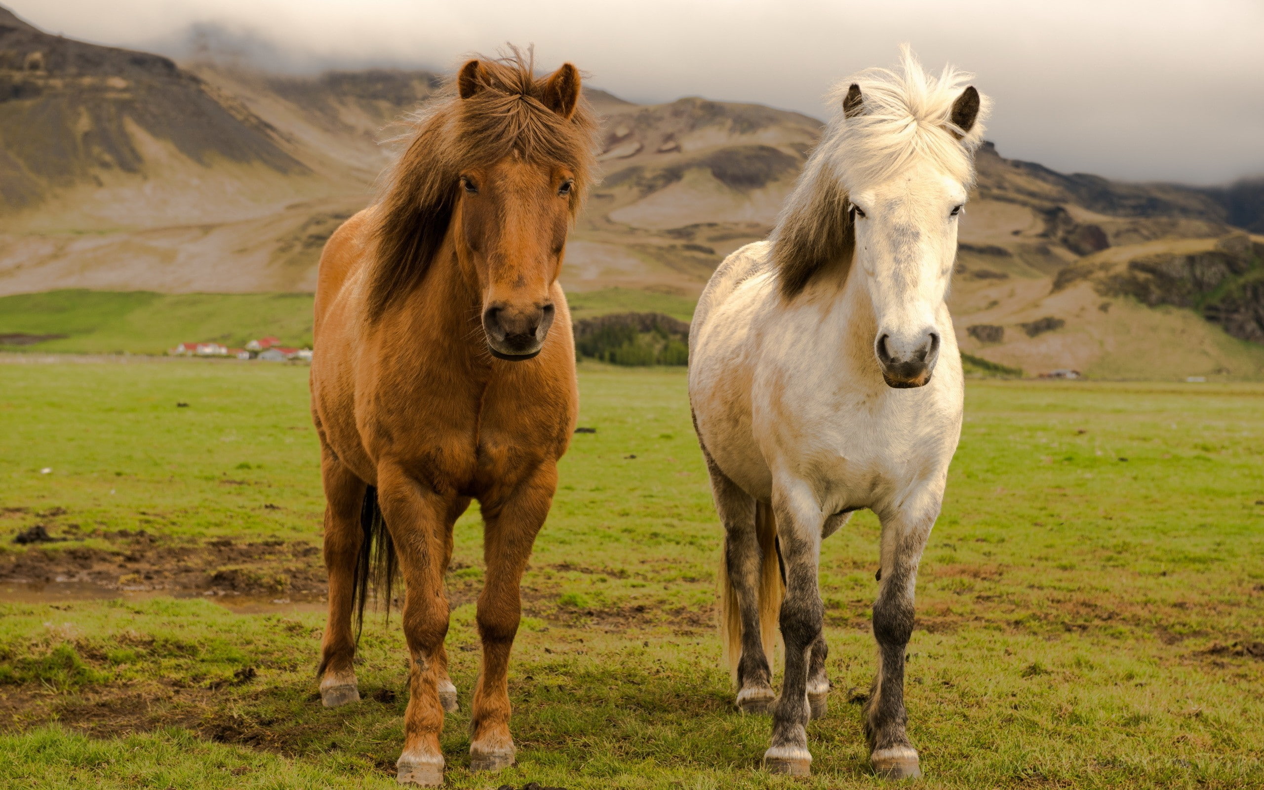 nature, horse, animals, icelandic horses, 2K, HD Wallpaper