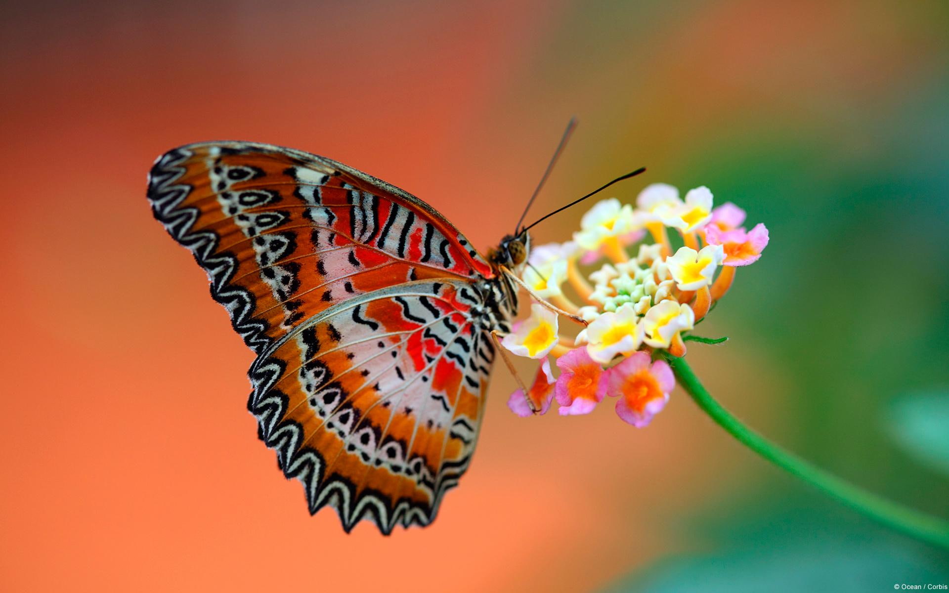 1080P, black, flower, brown, butterfly, animals and birds, red, HD Wallpaper