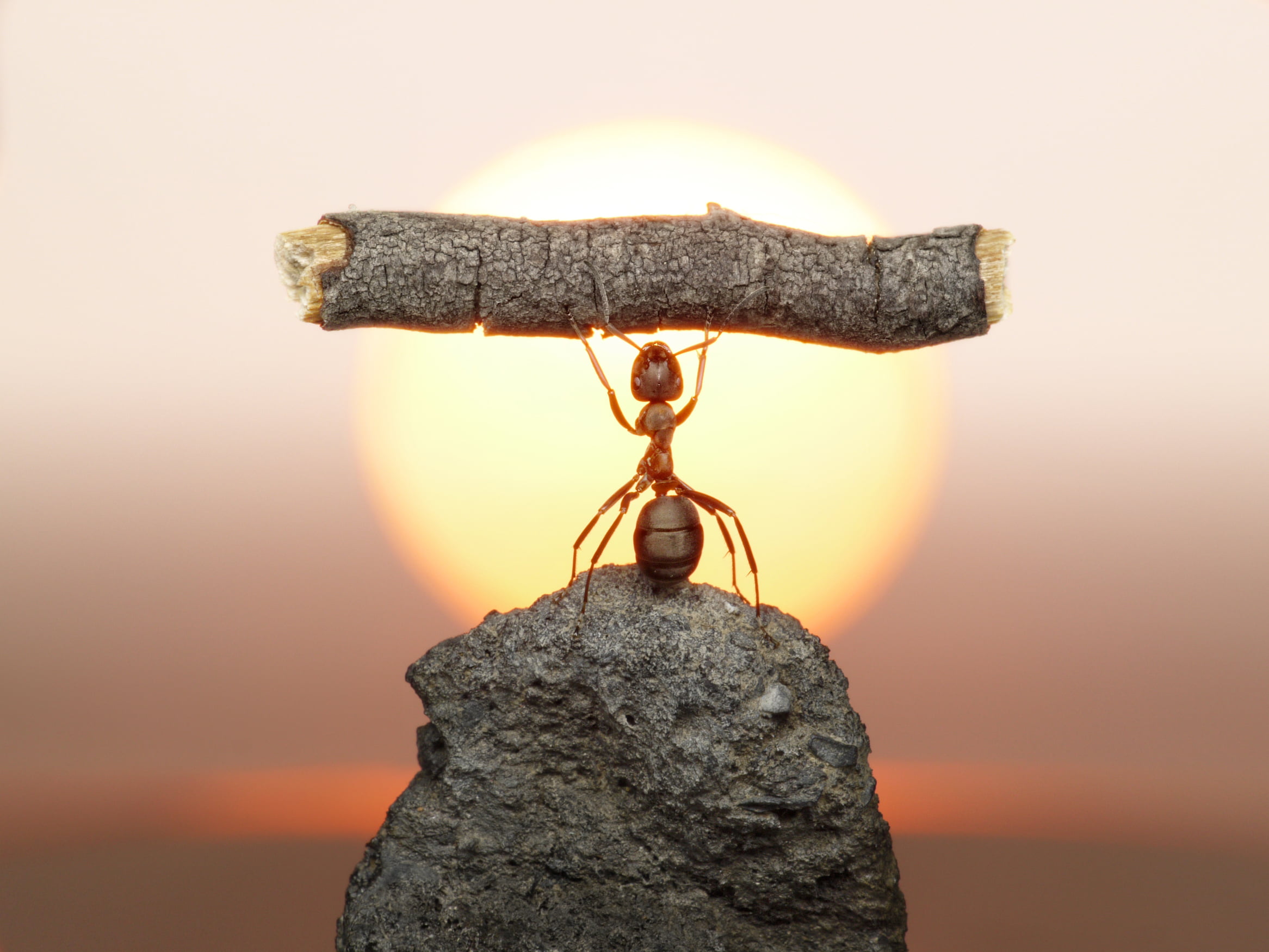 balance, 1080P, insect, red, orange color, sky, from lolita777, time, strongman, rock - object, metal, stone, log, no people, table, indoors, HD Wallpaper