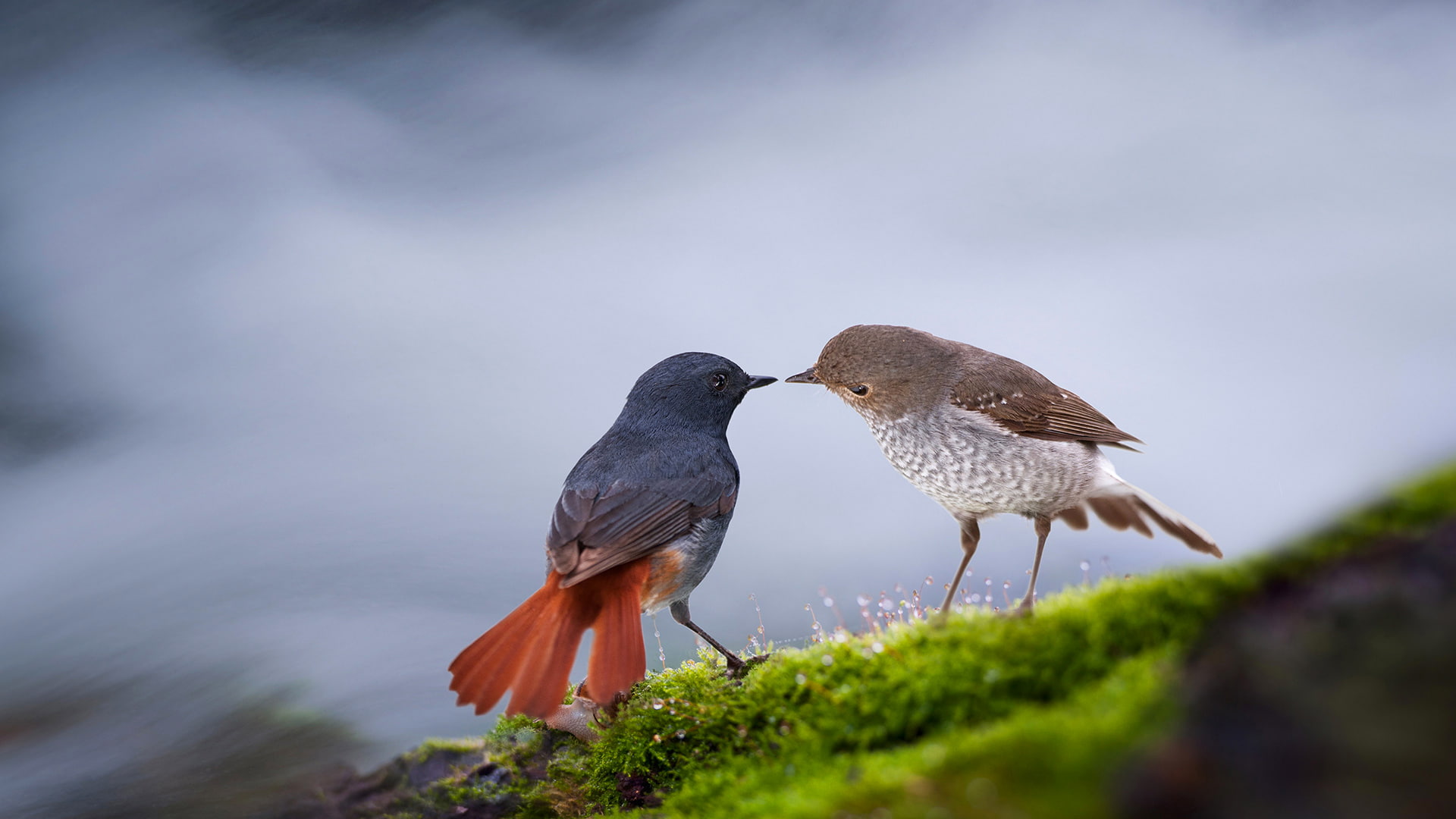beak, feathers, tail, 1080P, China, birds, Guilin, HD Wallpaper