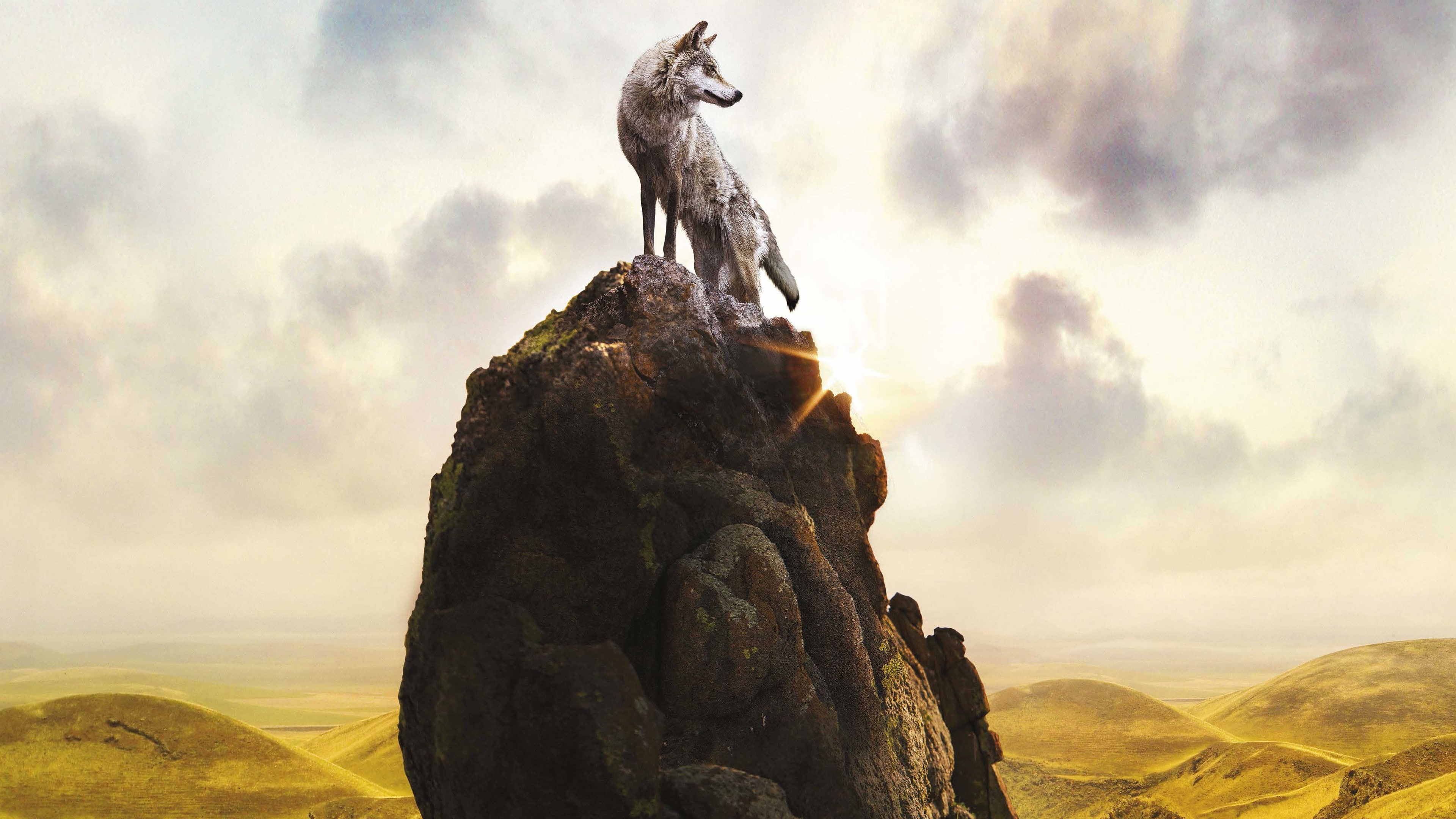 Mountain, Wolf, 4K, Stones, Top, Lonely, HD Wallpaper