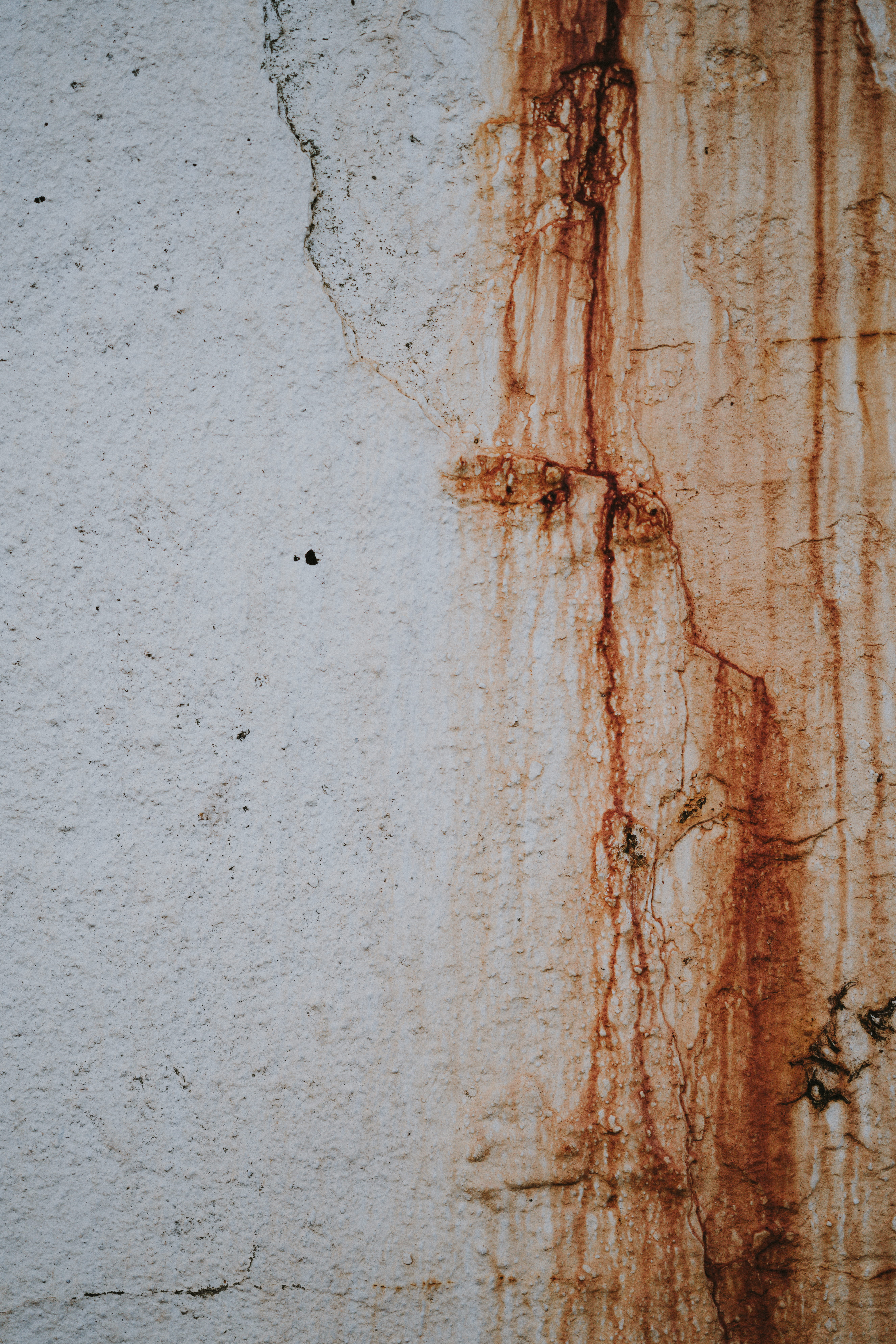 close-up, brown, mold, deterioration, door, day, coming, animal, run-down, wall - building feature, handrail, cricket insect, rough, insect, stain, concrete, Phone HD Wallpaper
