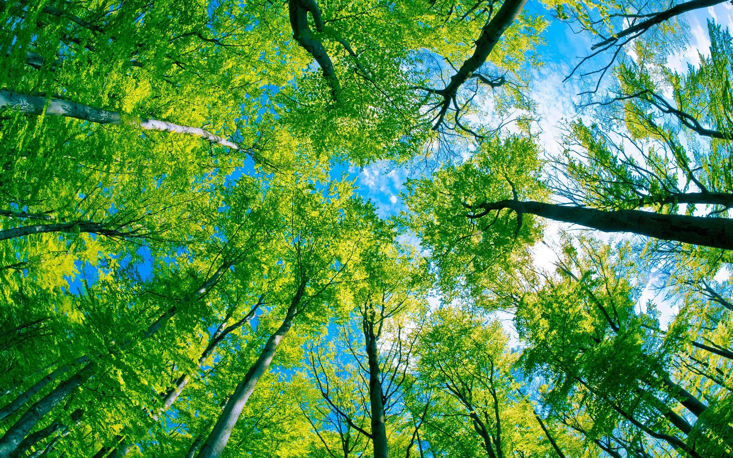 Forest, Paradise, Trees, 2K, Green, HD Wallpaper