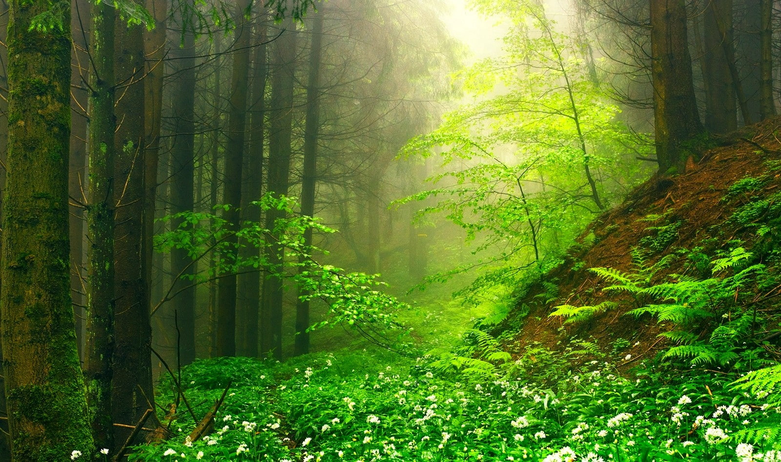 beauty in nature, green color, tree, 720P, no people, moss, tranquility, scenics - nature, trunk, streaming, land, growth, outdoors, ferns, nature, path, HD Wallpaper
