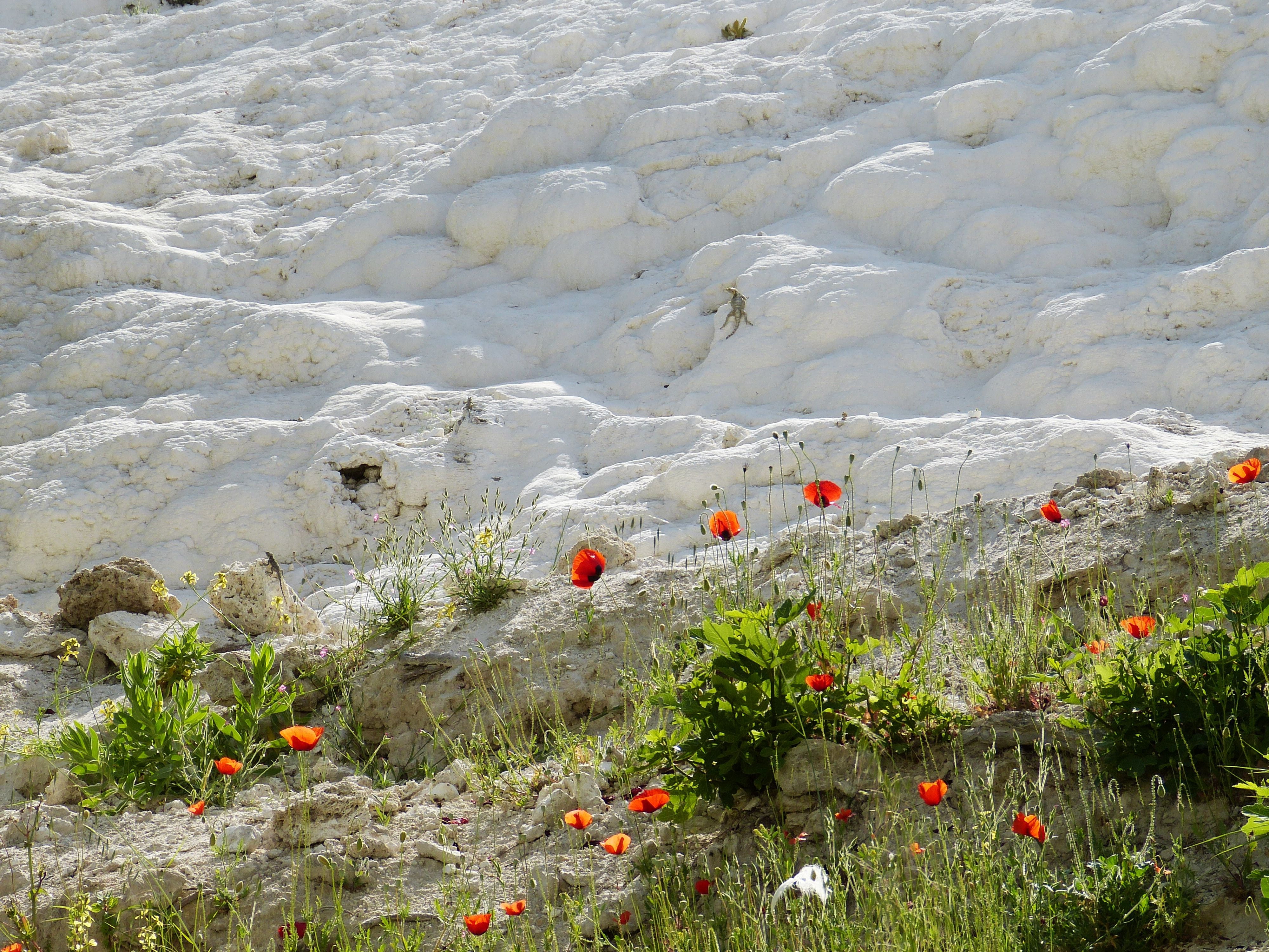growth, world heritage, beauty in nature, pamukkale, 4K, water, red, land, flower, cold temperature, flowering plant, day, rock - object, summer, no people, HD Wallpaper